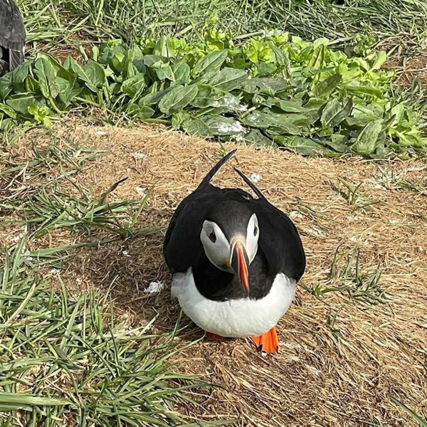 Puffin Bills Glow