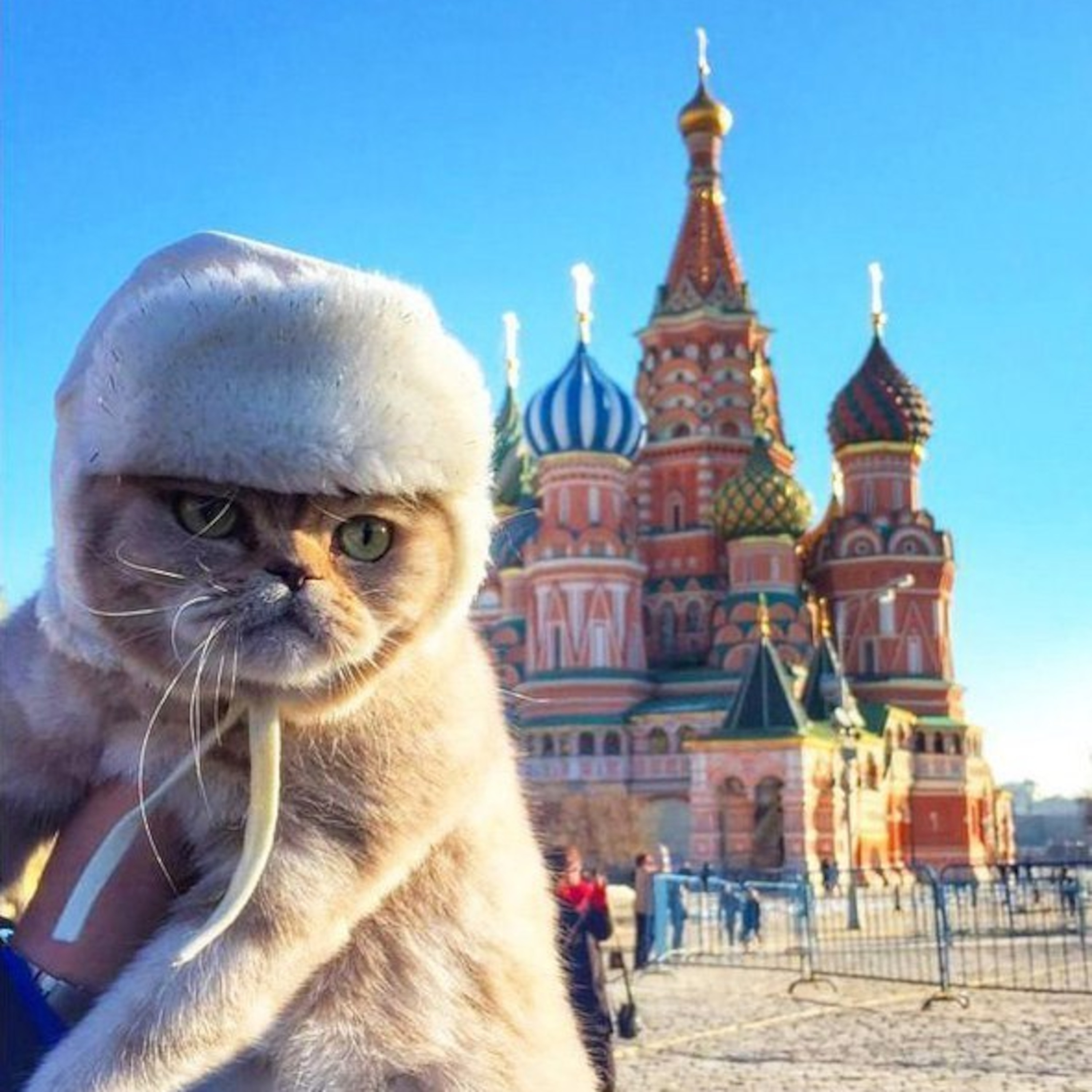 Comrade Kitties