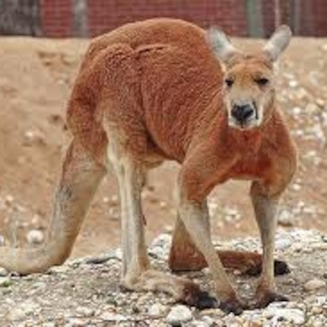 The National Animal of Australia
