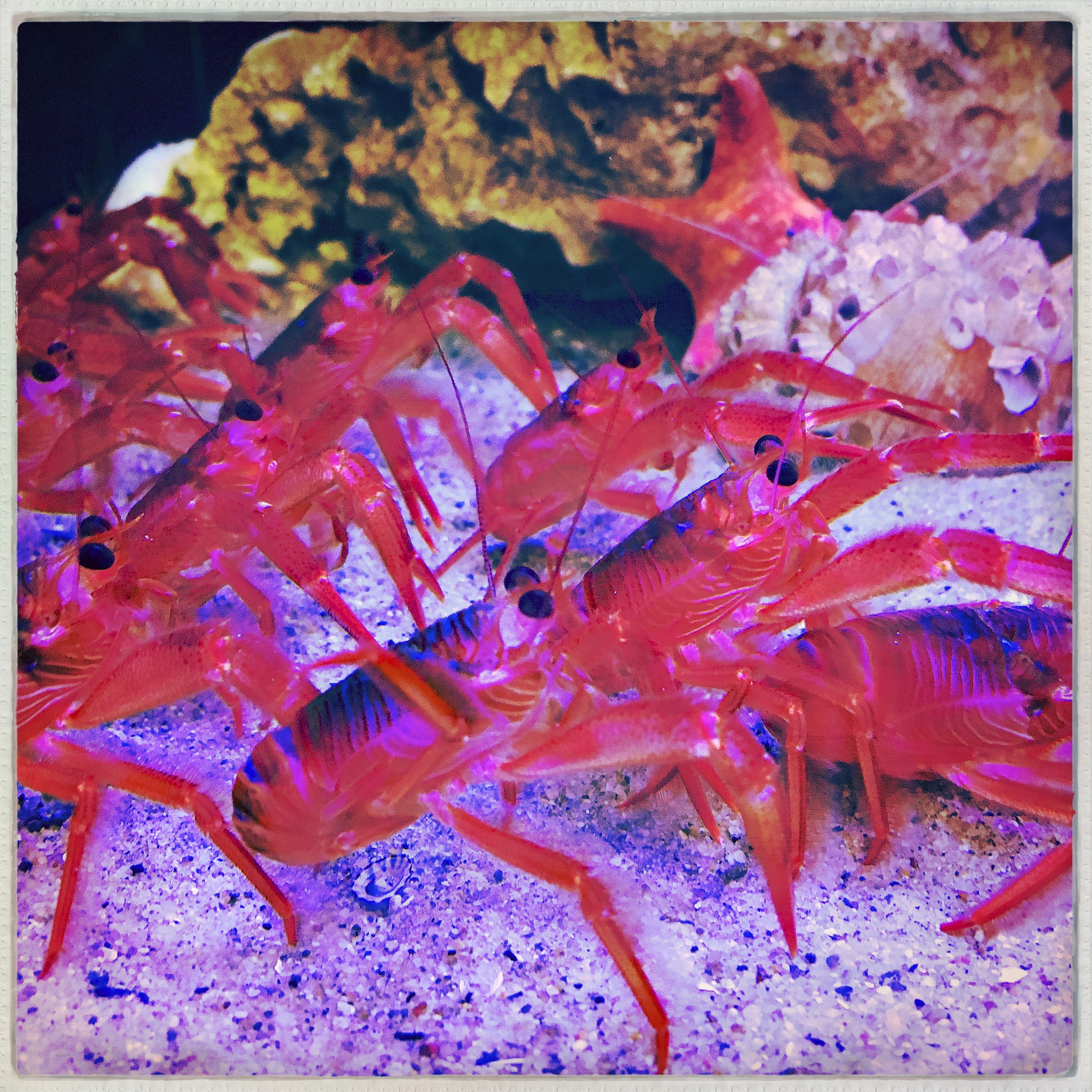 BE HERE TINNITUS #10