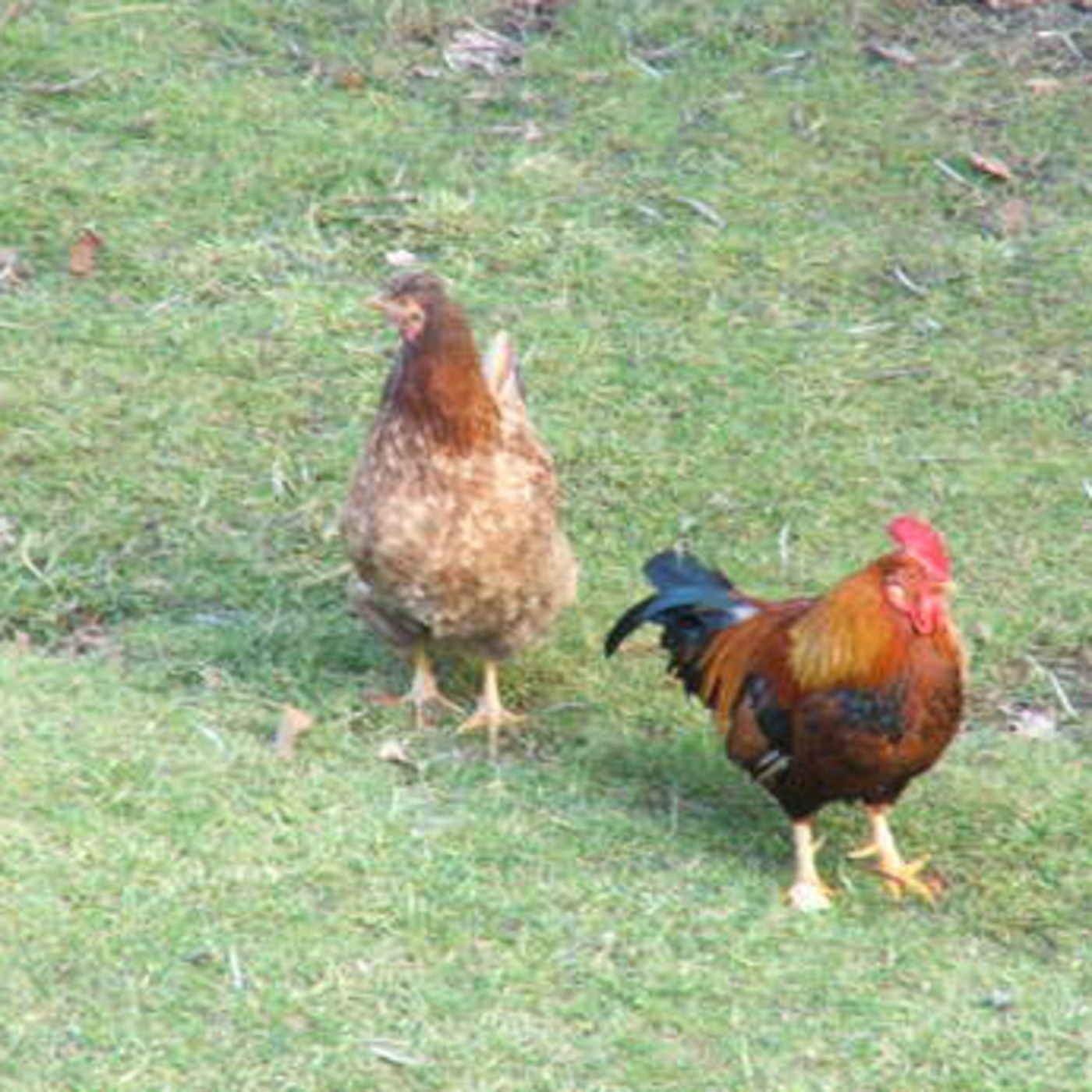 Cantos de gallo episode artwork