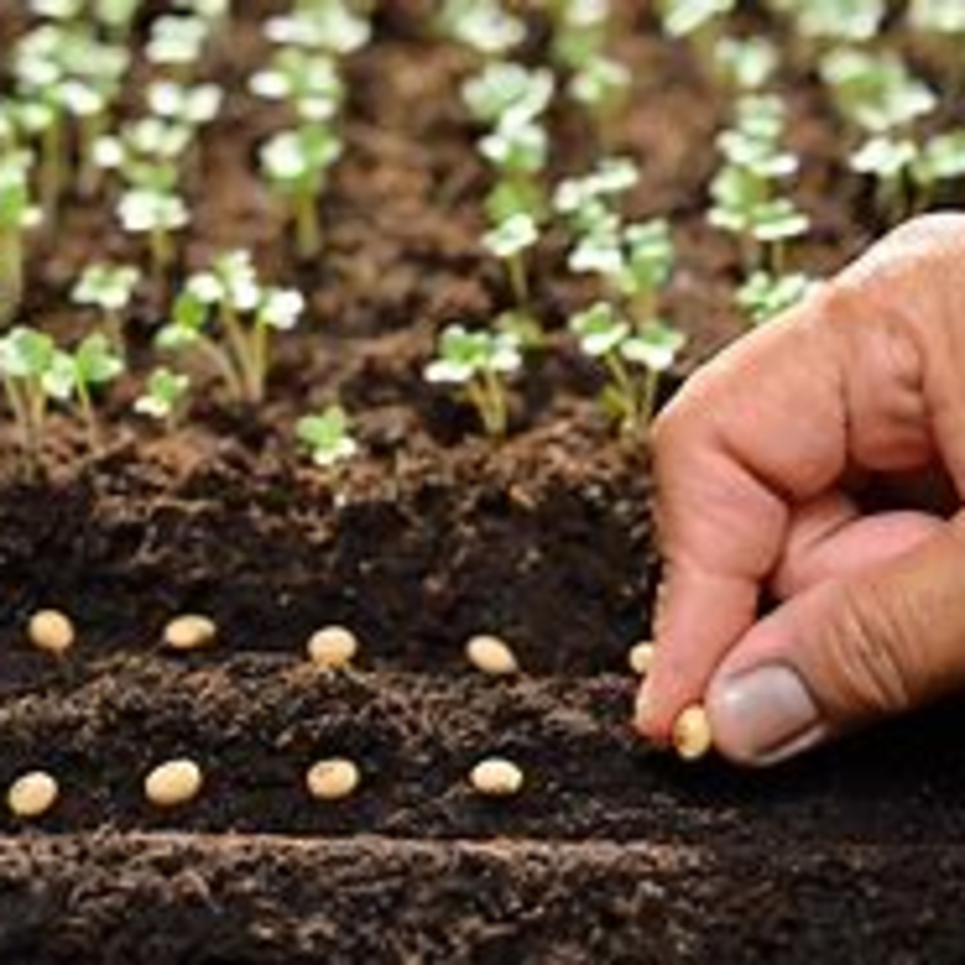 Episode 269: Seed TIme