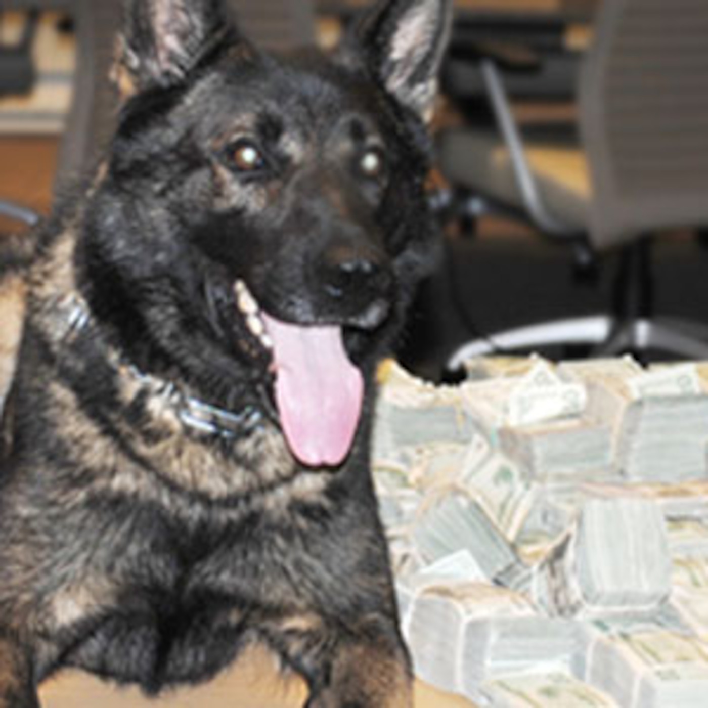 K9 Police Dogs