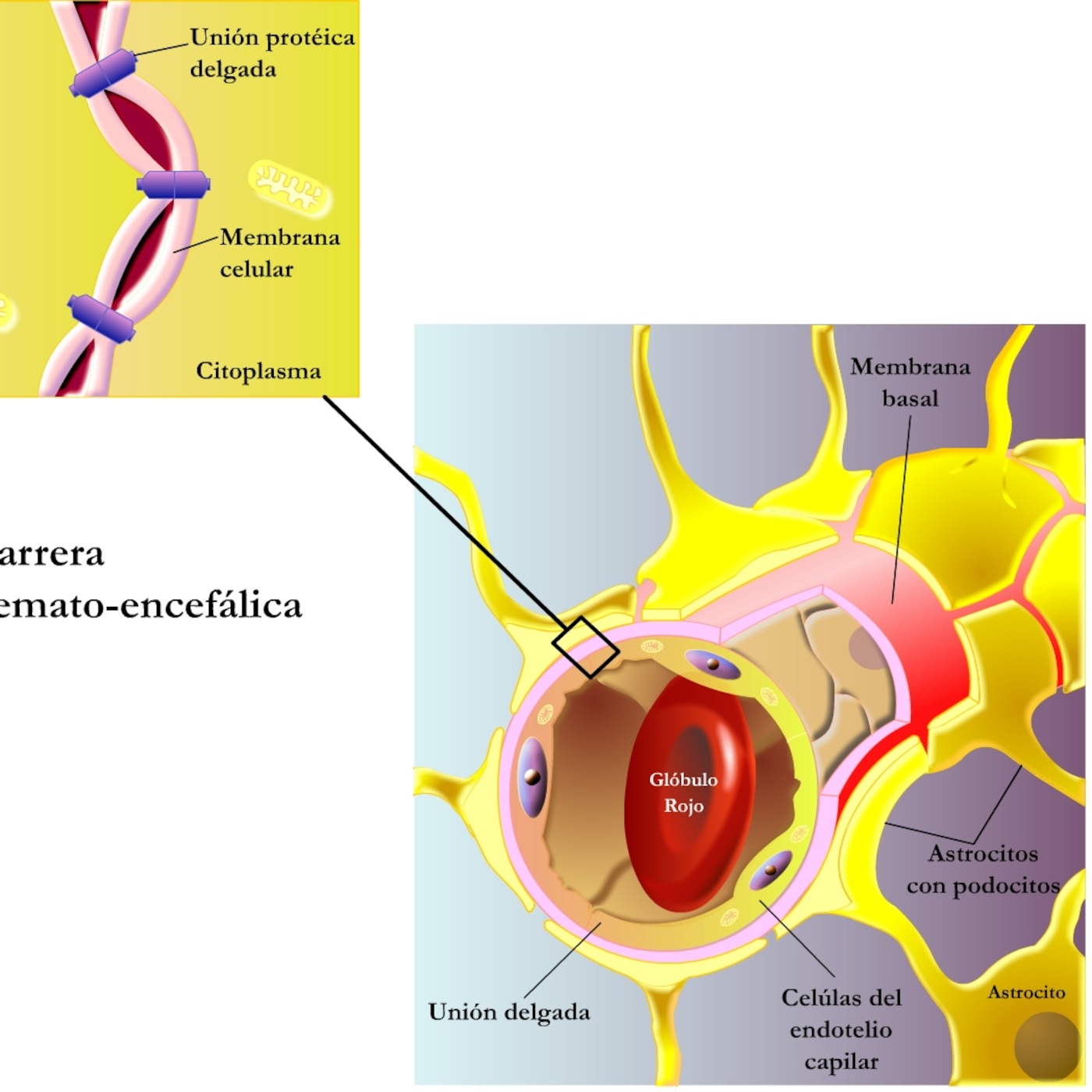 La barrera hematoencefálica ¿Cómo franquearla? - Actualidad científica episode artwork
