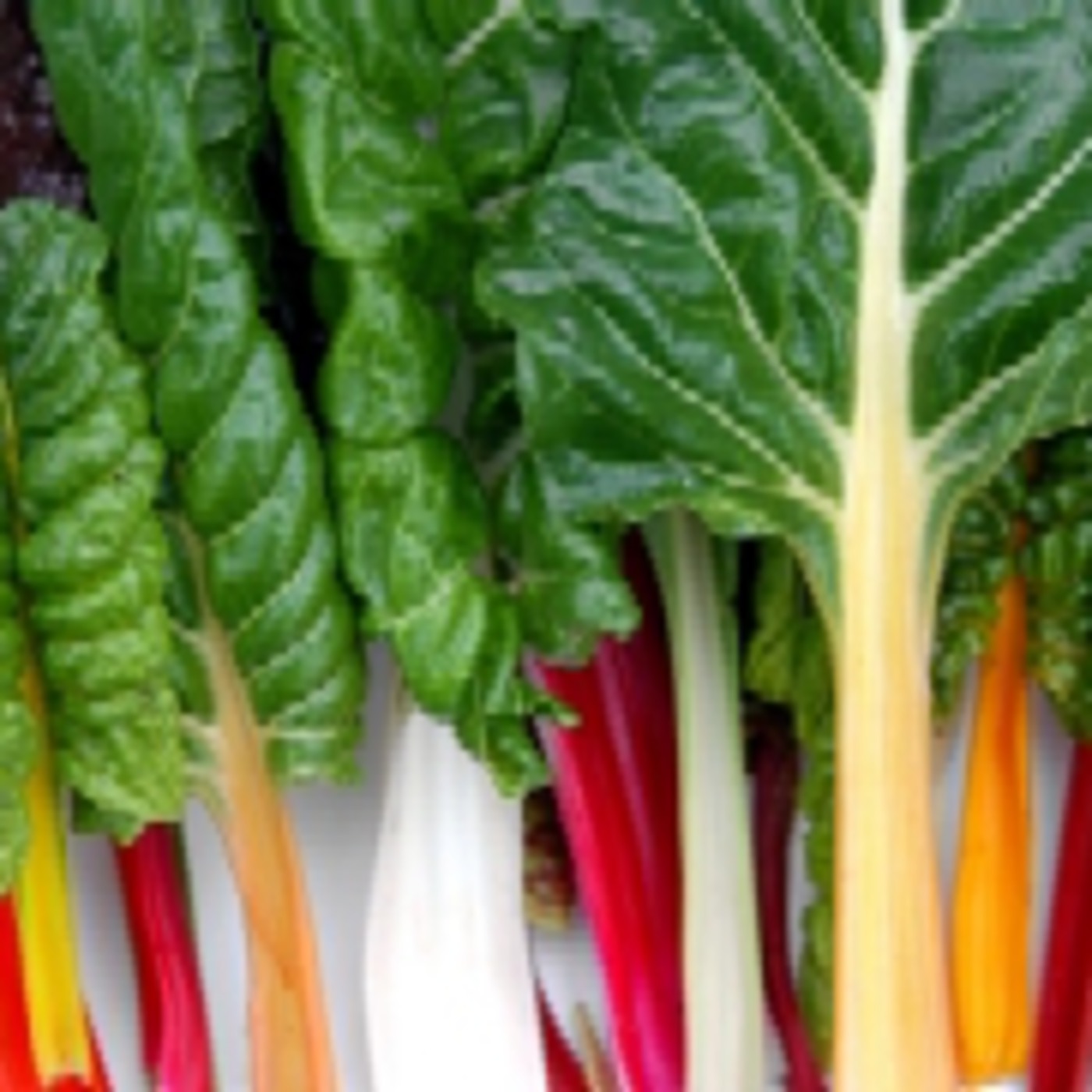 L'ARBRE DE LES 1000 MÚSIQUES's podcast