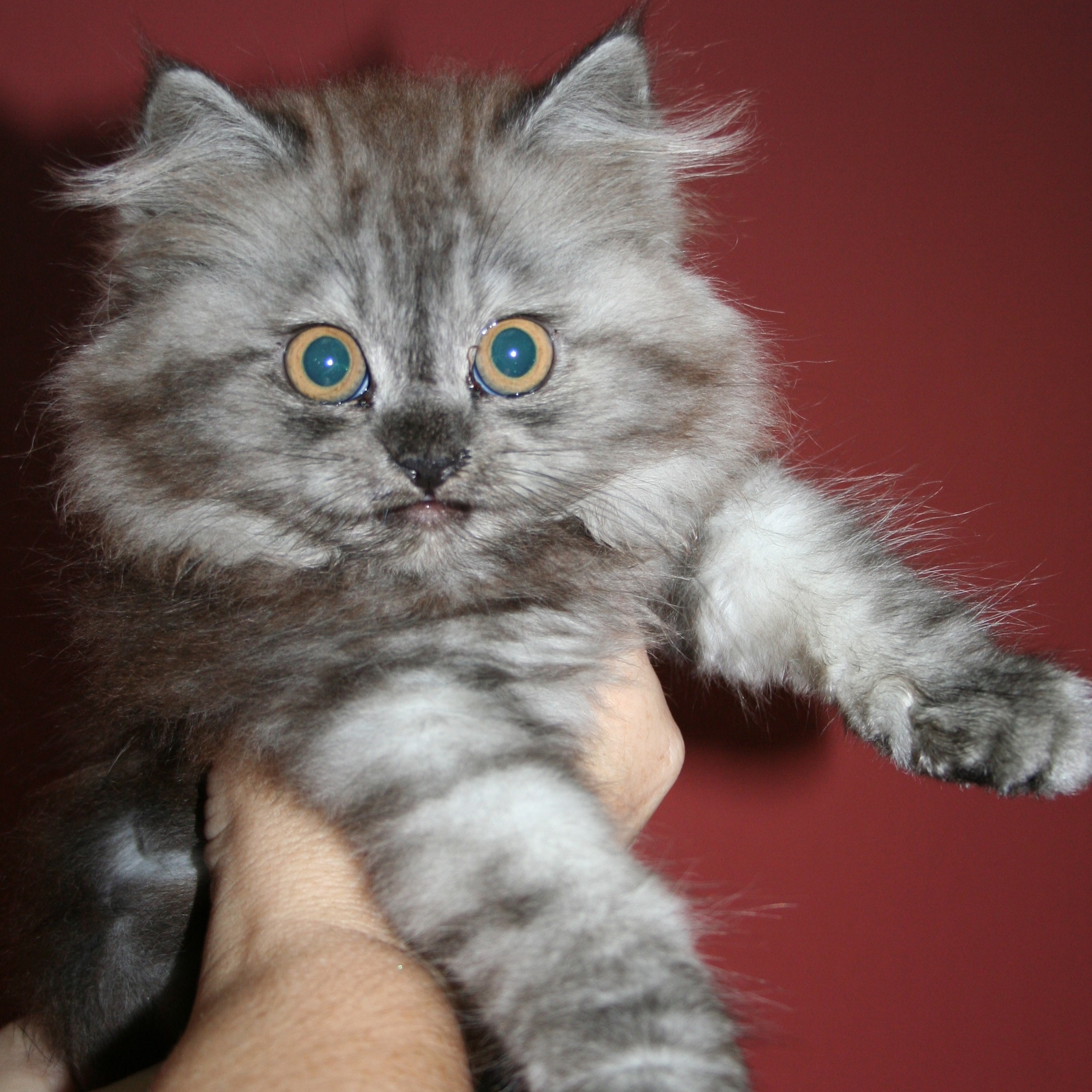 Kitty Cat Cast
