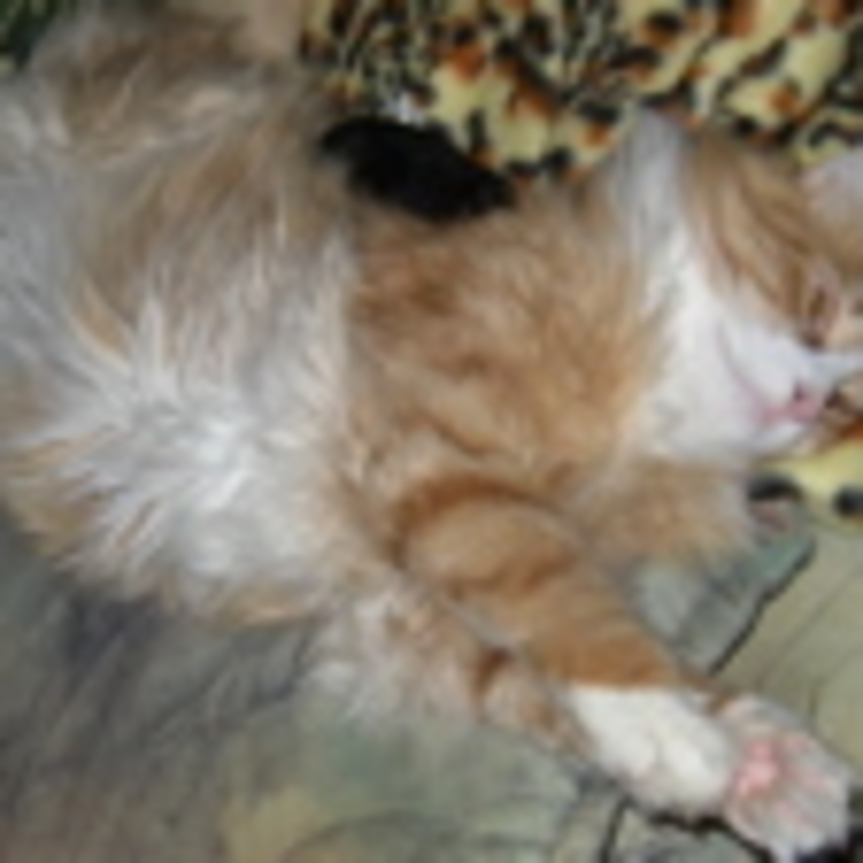 Kitty Cat Cast