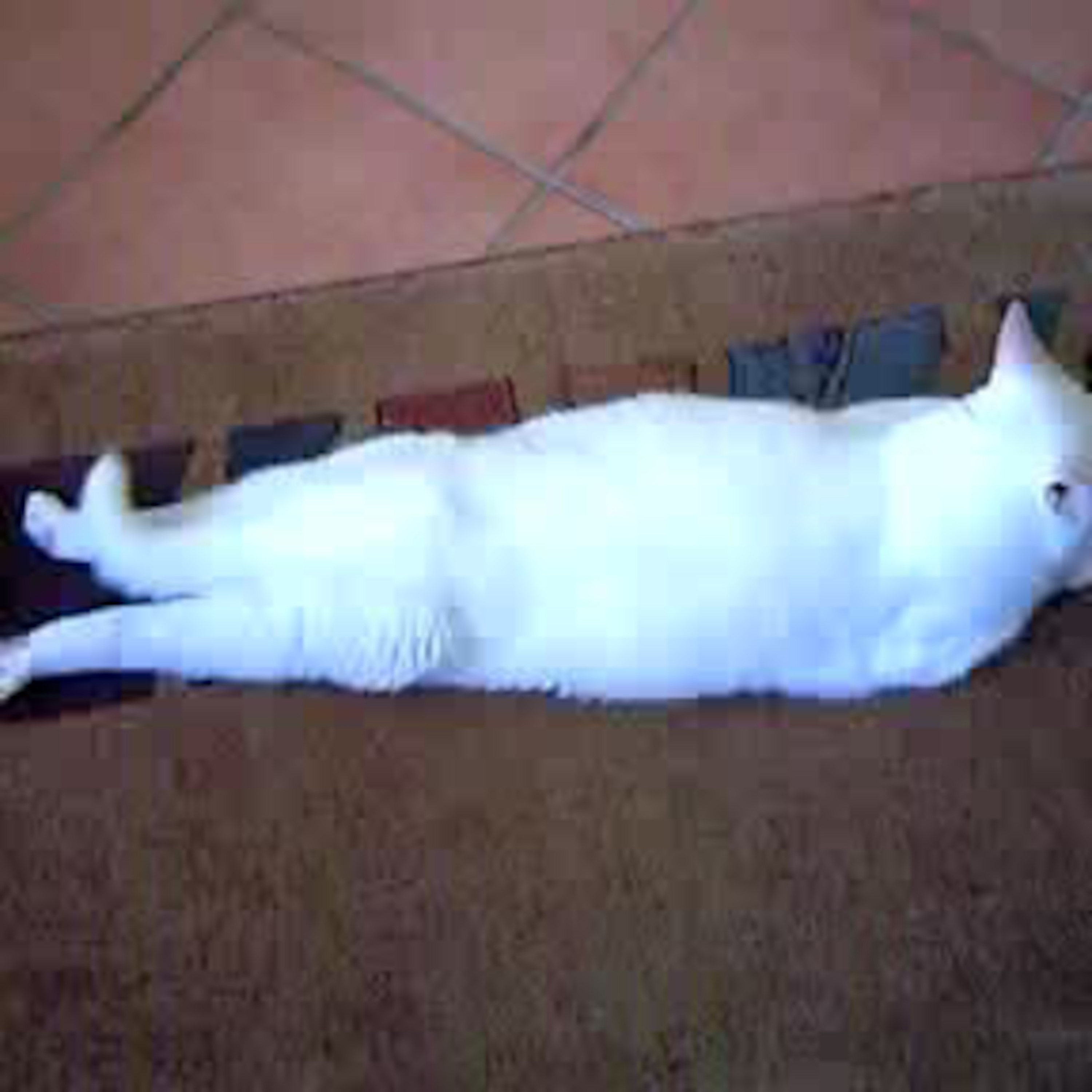 Kitty Cat Cast
