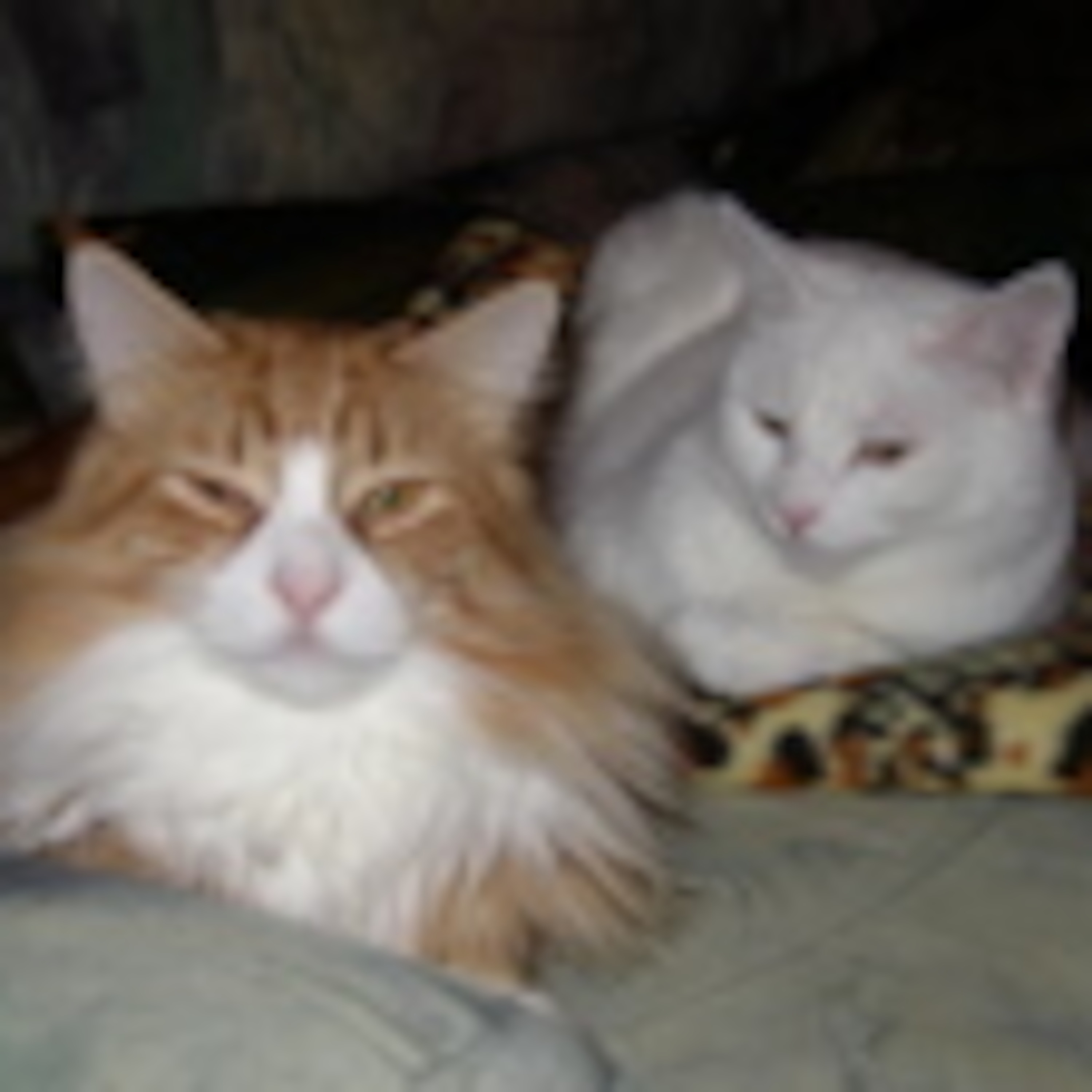 Kitty Cat Cast