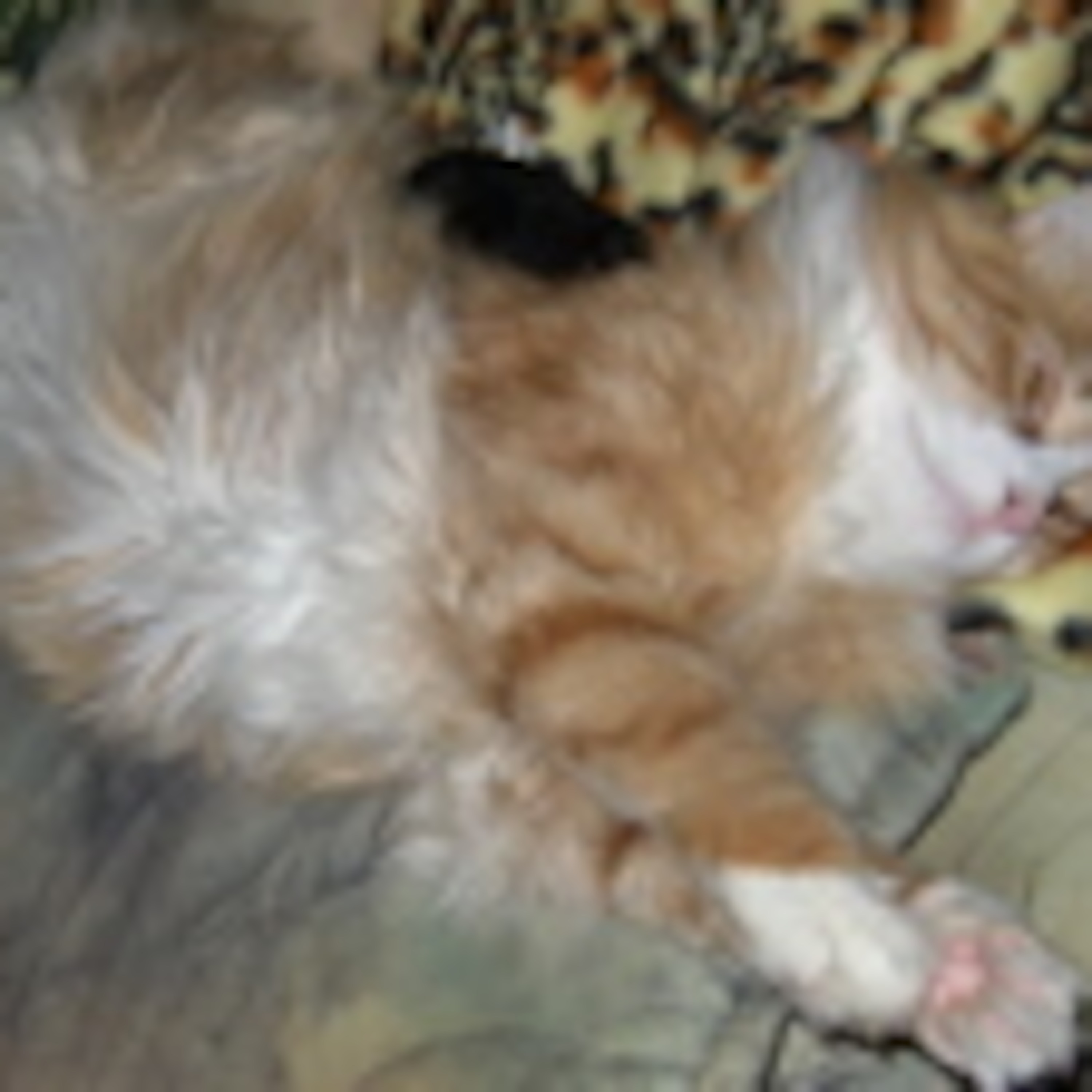 Kitty Cat Cast