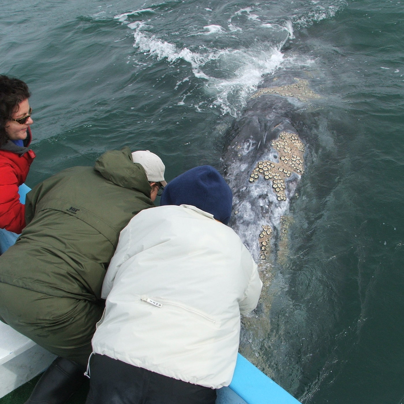 The Miracle of San Ignacio Lagoon, Episode 11