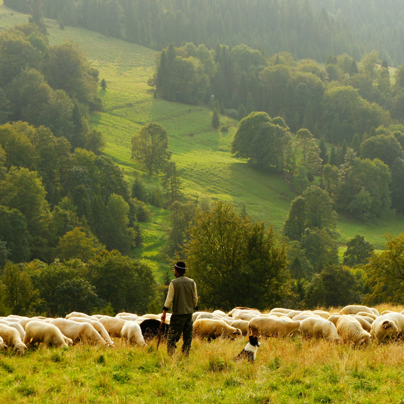 My Sheep Hear My Voice episode artwork