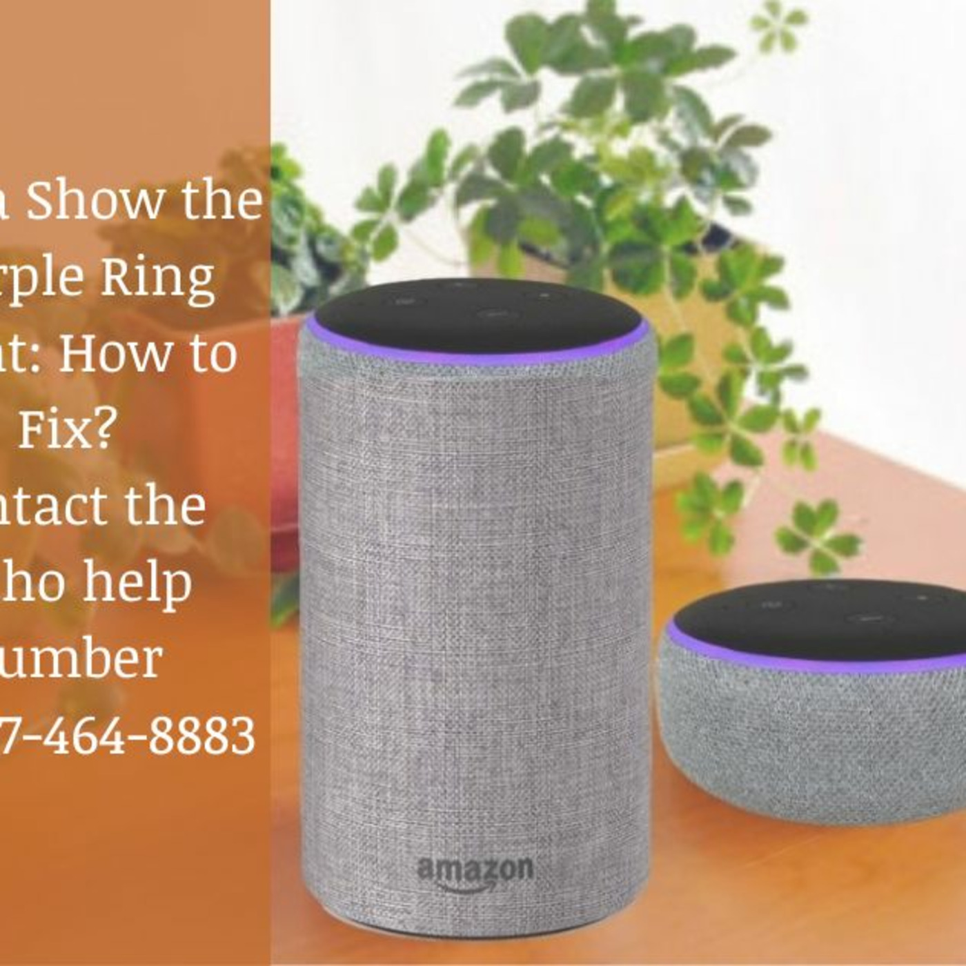 Echo Alexa Customer Service Number +1-817-464-8883 Alexa Helpline