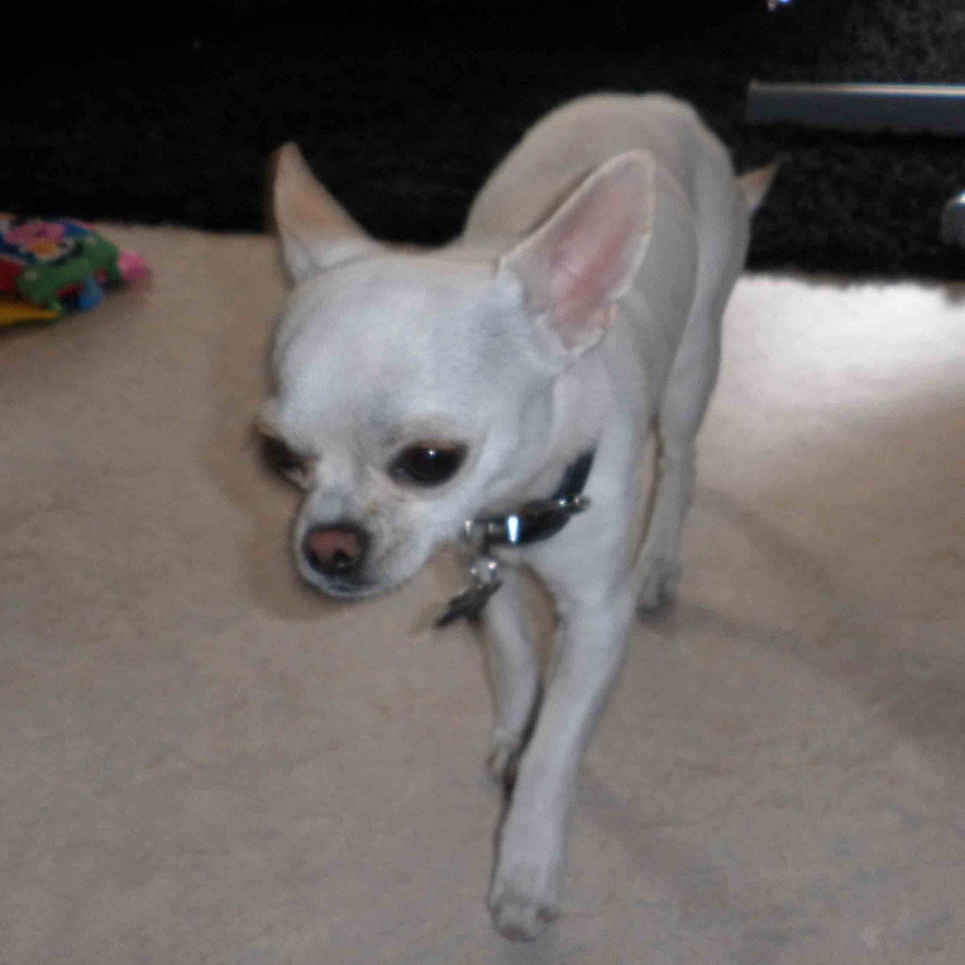 Con vista al mundo hispanohablante