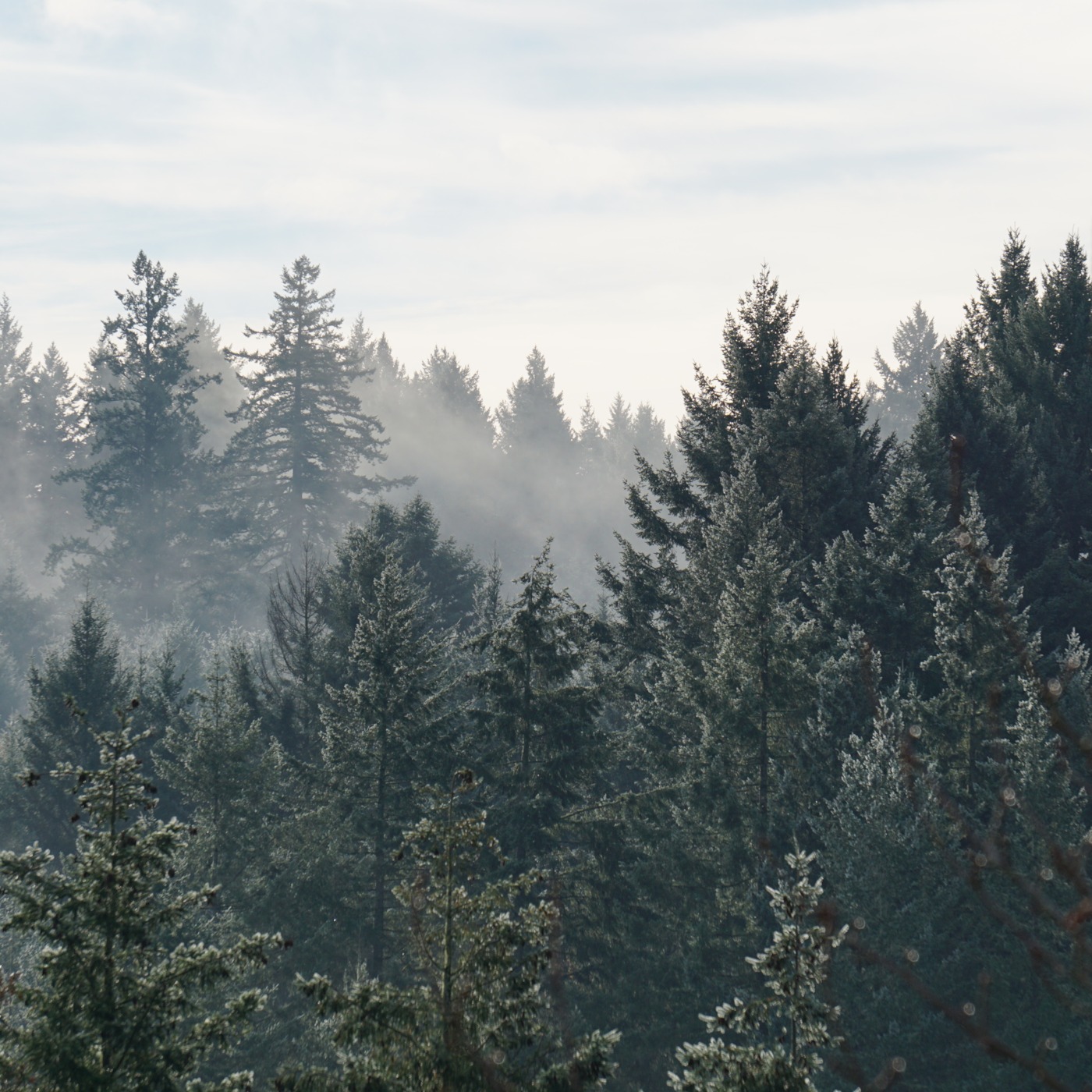 Forest Bible Class
