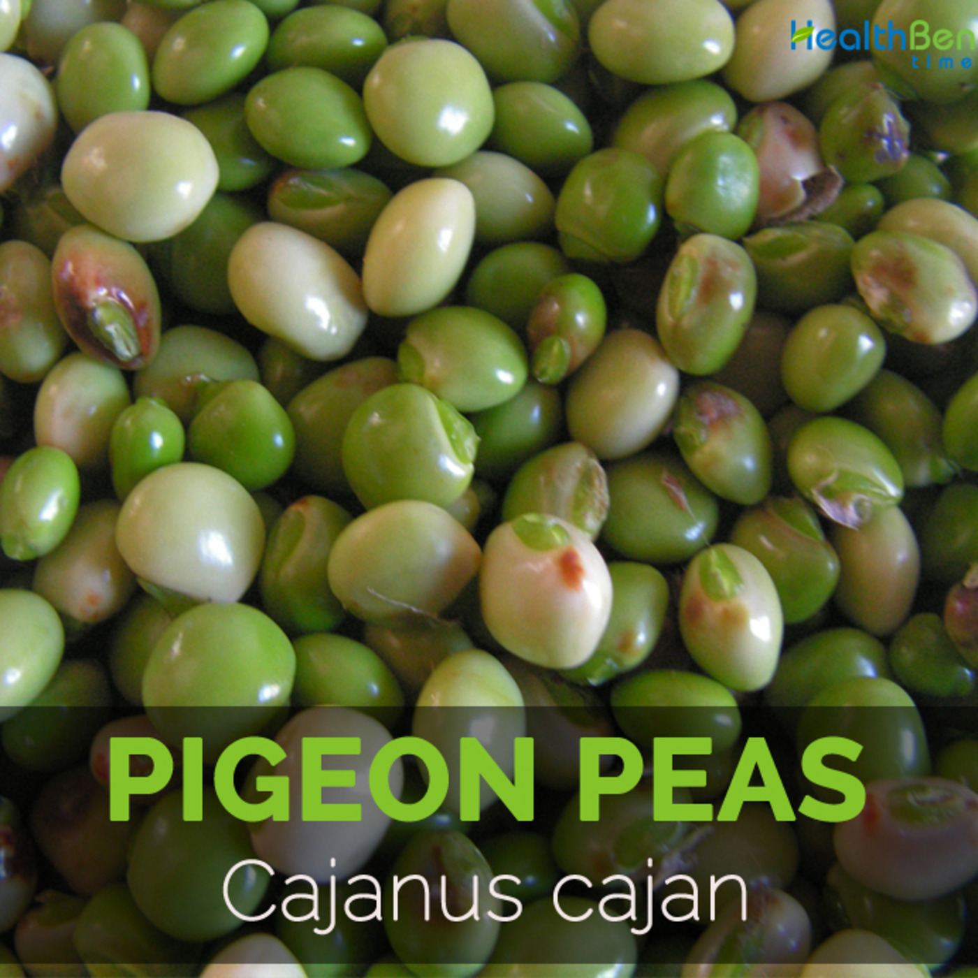 Episode 198: Christian Aid. Malawi Pigeon Pea co-operative