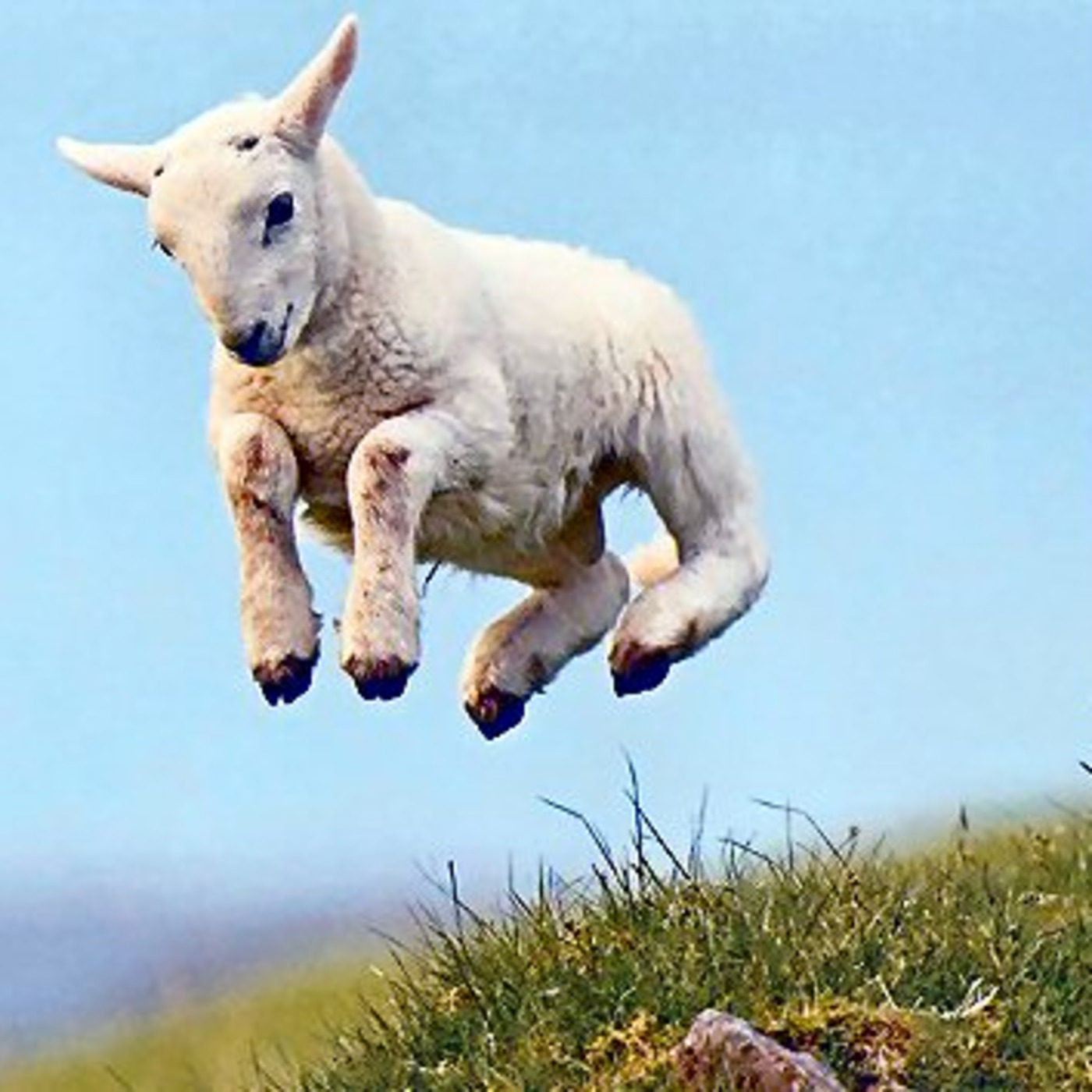 Episode 244: God the Shepherd, caring for his flock dispite their wanderings