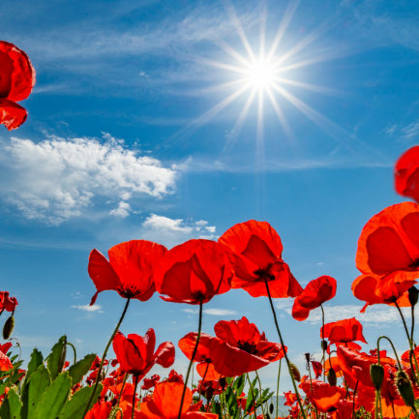 Episode 310: Sermon for 9th November 2025, Remembrance Sunday Episode 310: Sermon for 9th November 2025, Remembrance Sunday