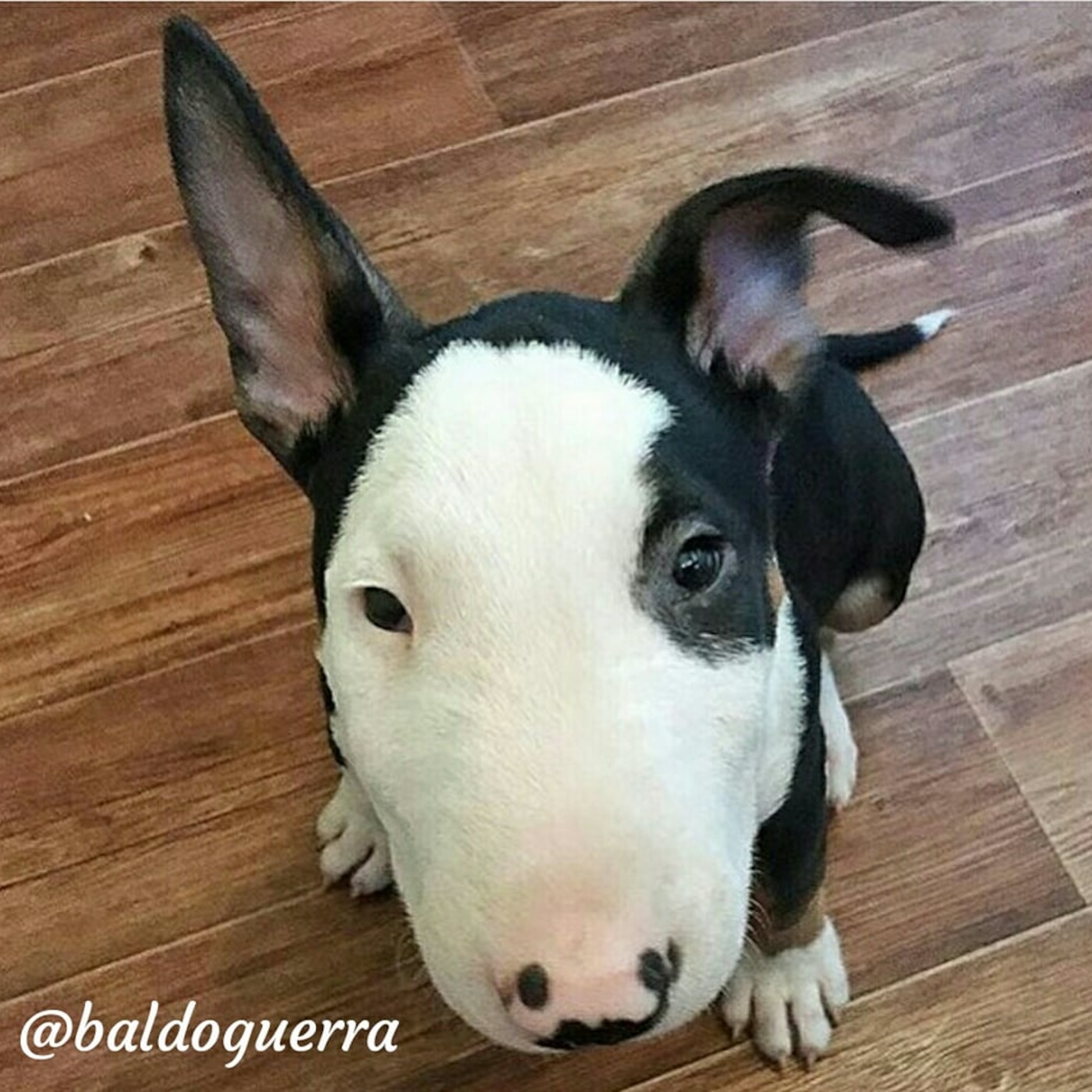 Baldo Guerra