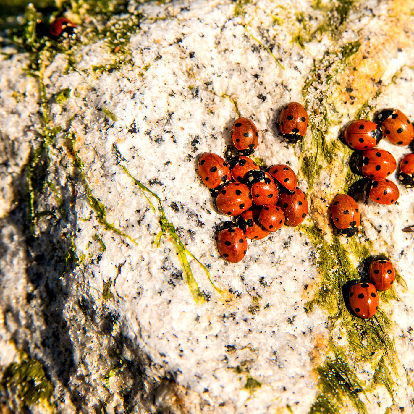 Episode 311:  Lady Bugs