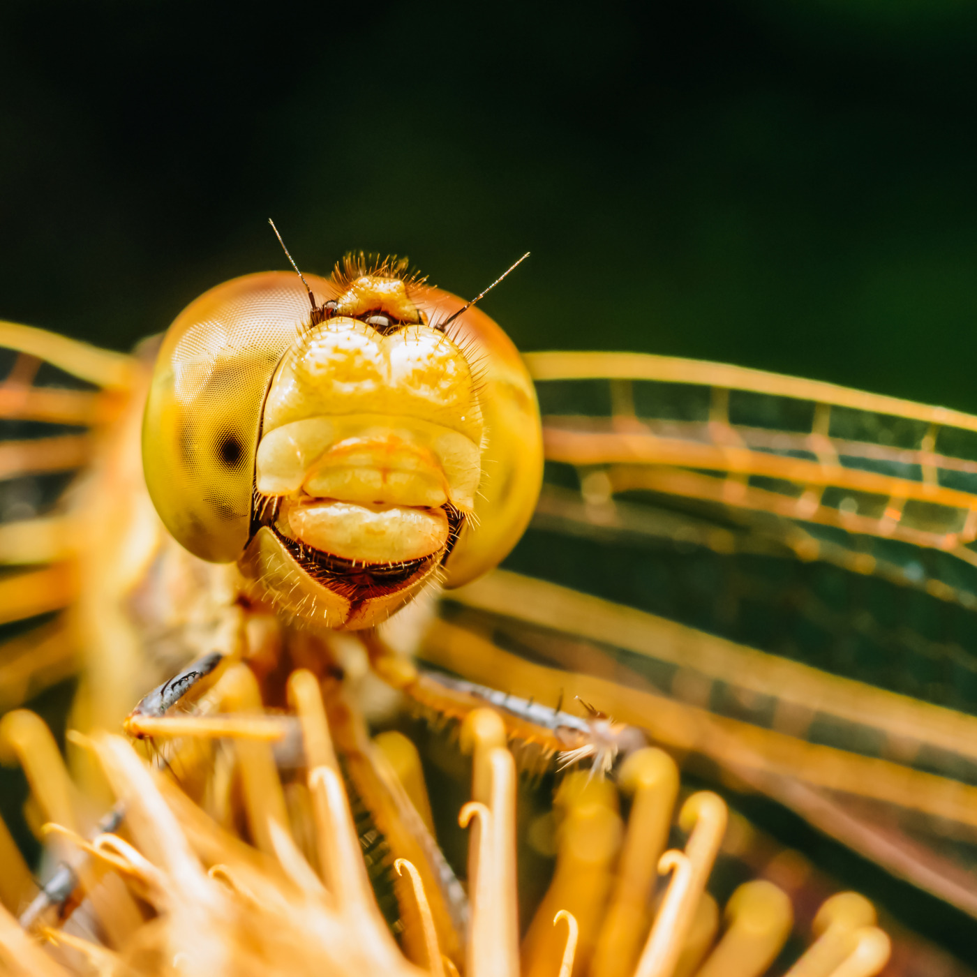Episode 337: Bug Lung