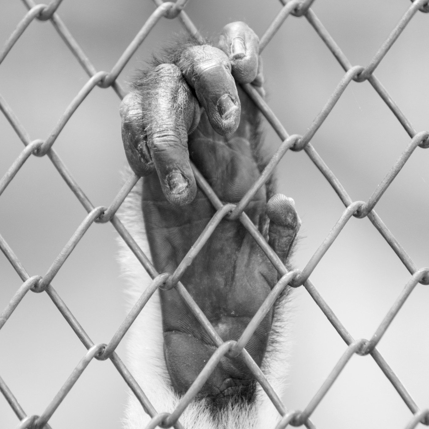 Episode 381: The Fence