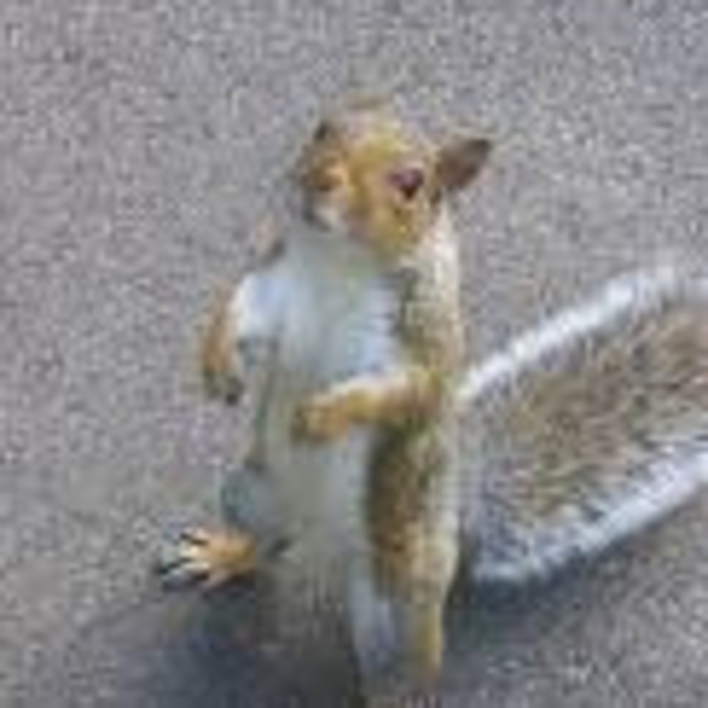 The Spotlight Episode 7: Squirley Girl & JudyAnn  (May 27, 2010)