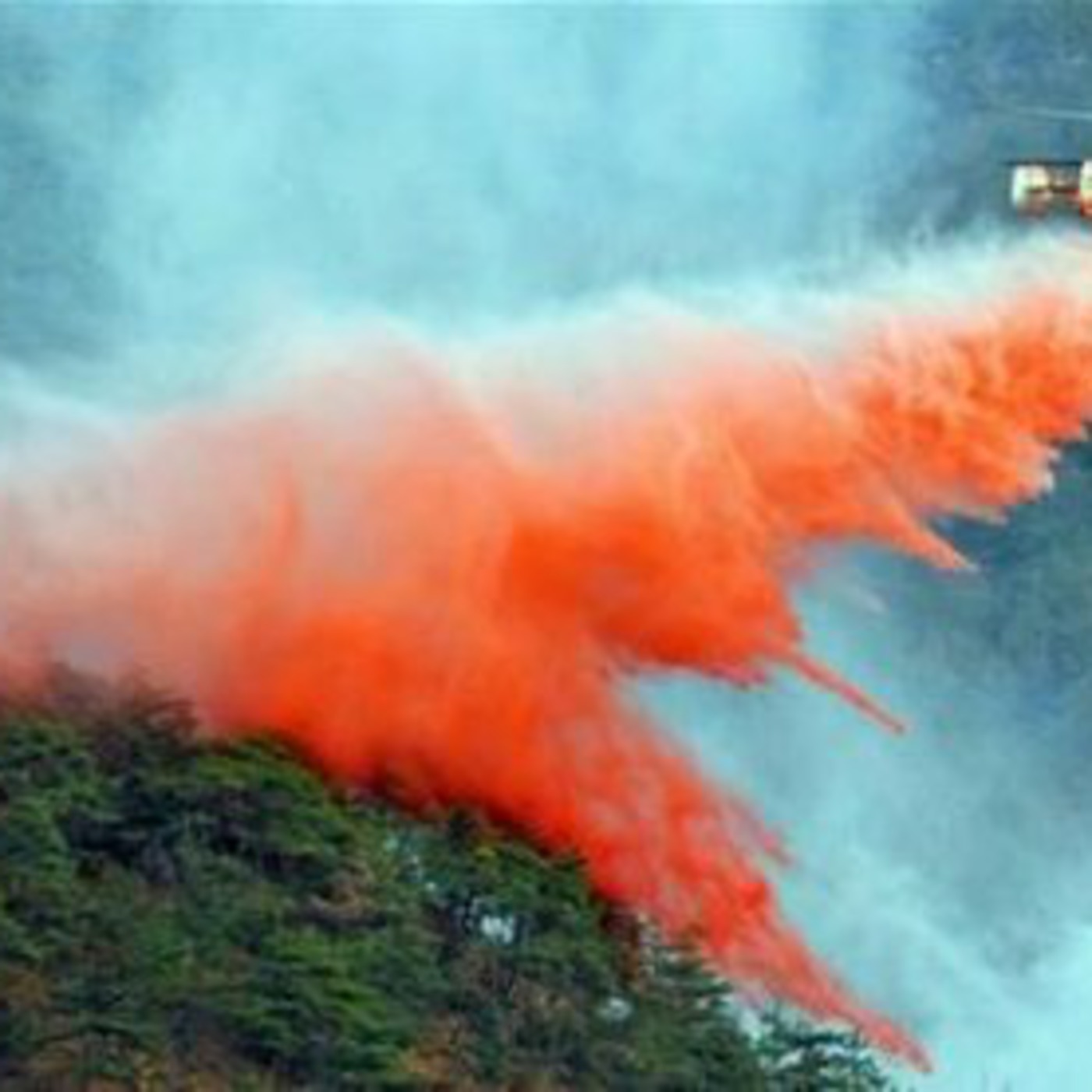 UM DIA NA FLORESTA UM DIA NA FLORESTA