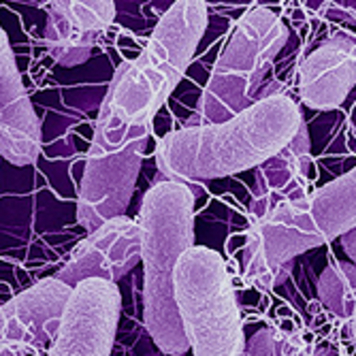 Evolución de la bacteria E.coli en 2011