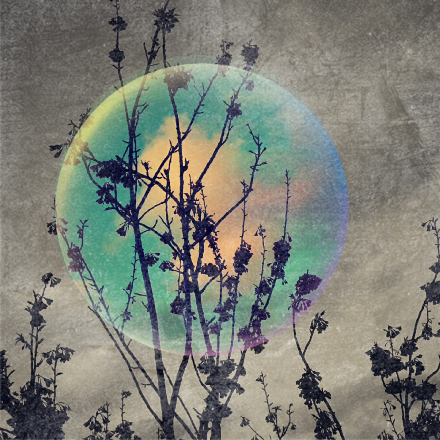 Holophrasis v.37 - Djerdan - Everybody's Begging