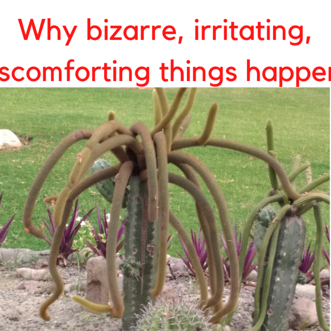 Episode 77: Why bizarre, discomforting, irritating things happen?