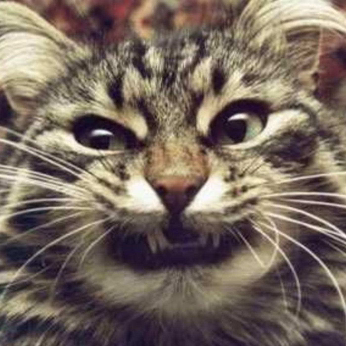 Paw Tawk\'s Podcast