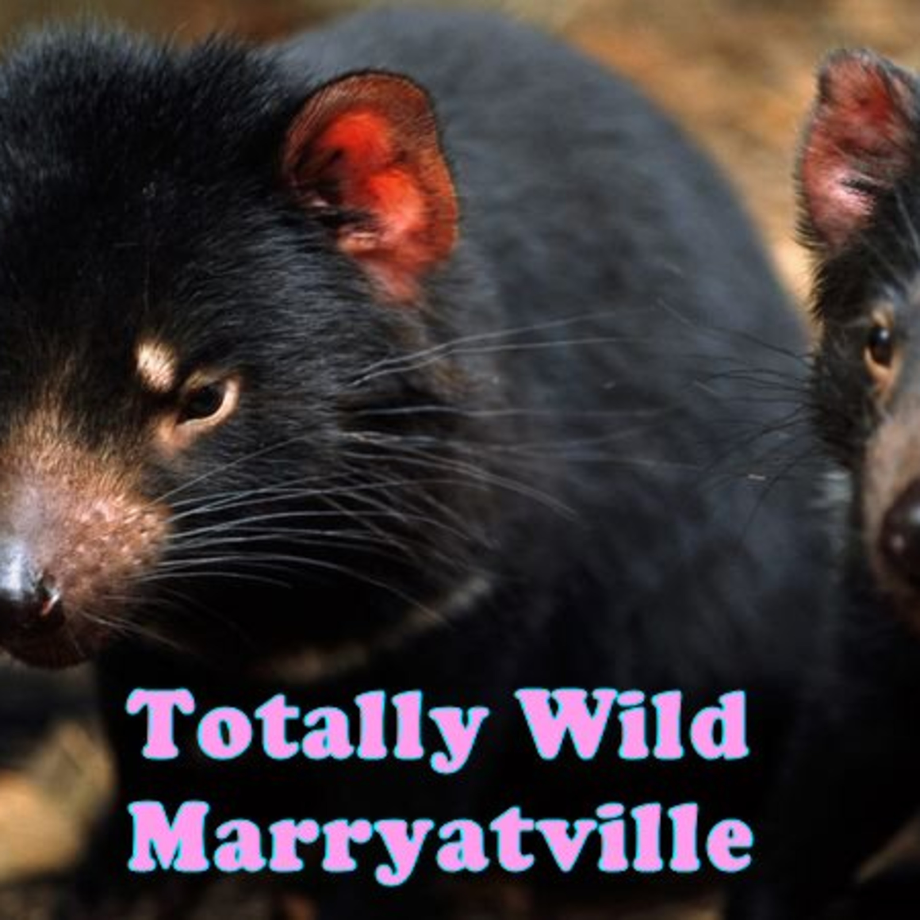 Marryatville Primary School\'s Podcast