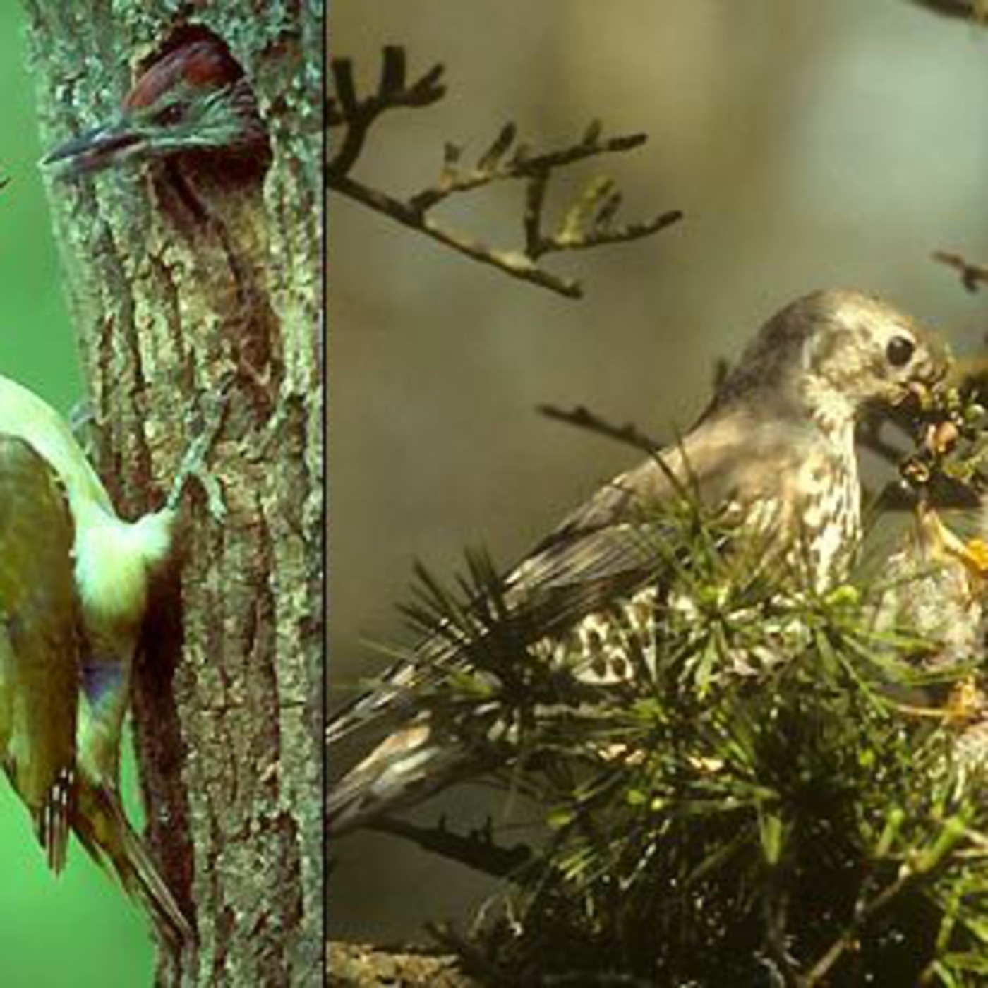 Birds nests are unique for a reason
