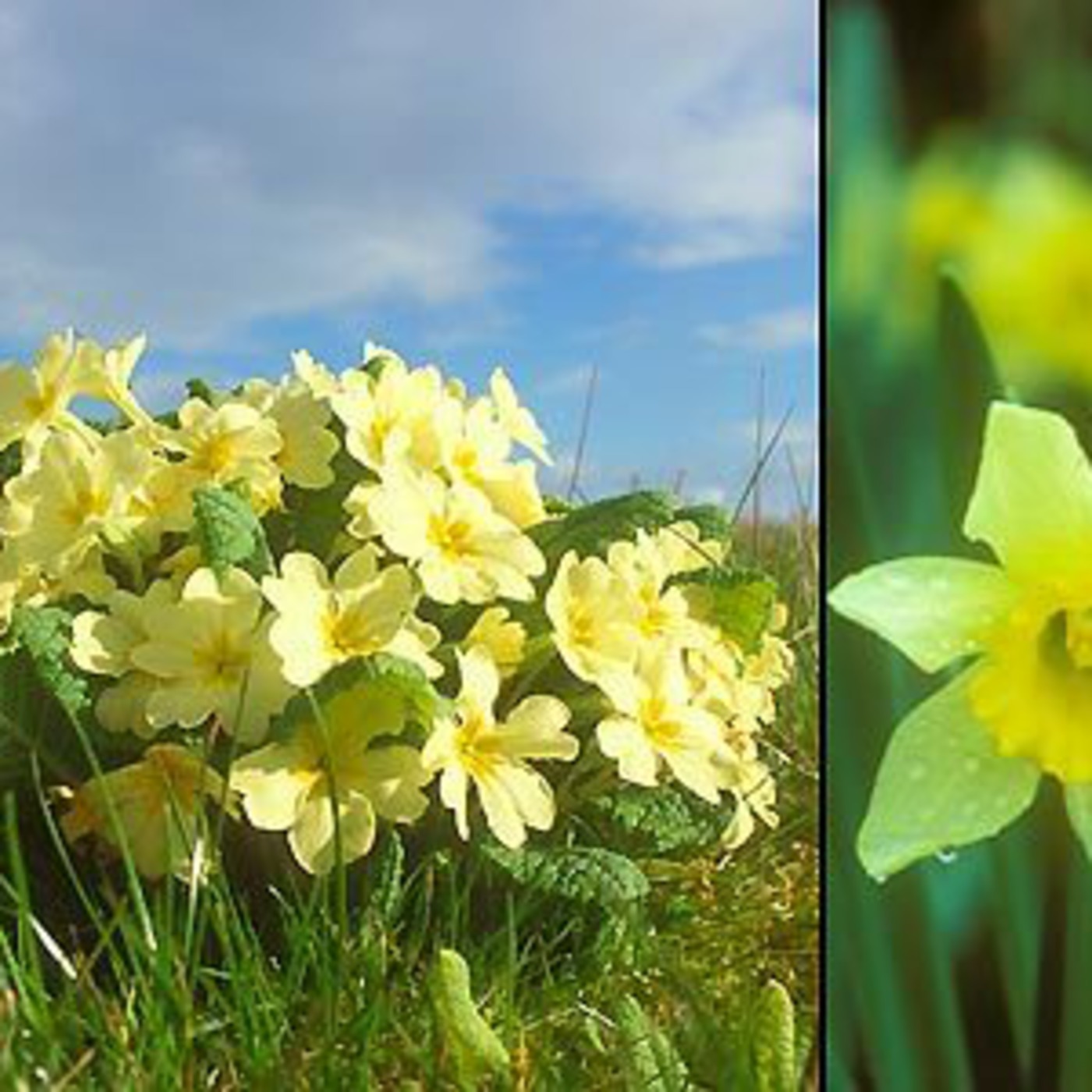 Yellow, the colour of spring