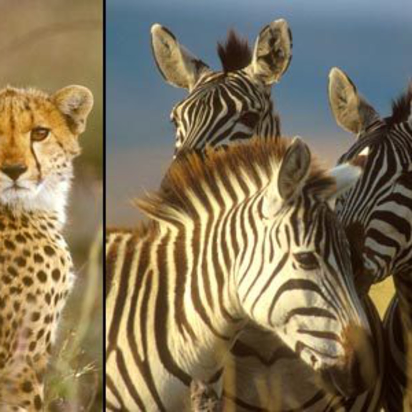 The wildlife experience of a lifetime