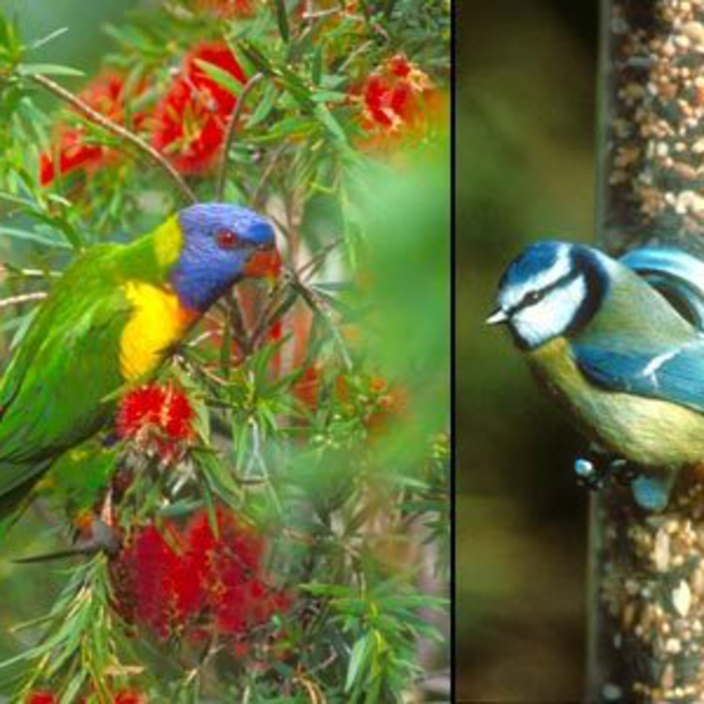 Feeding birds in your garden