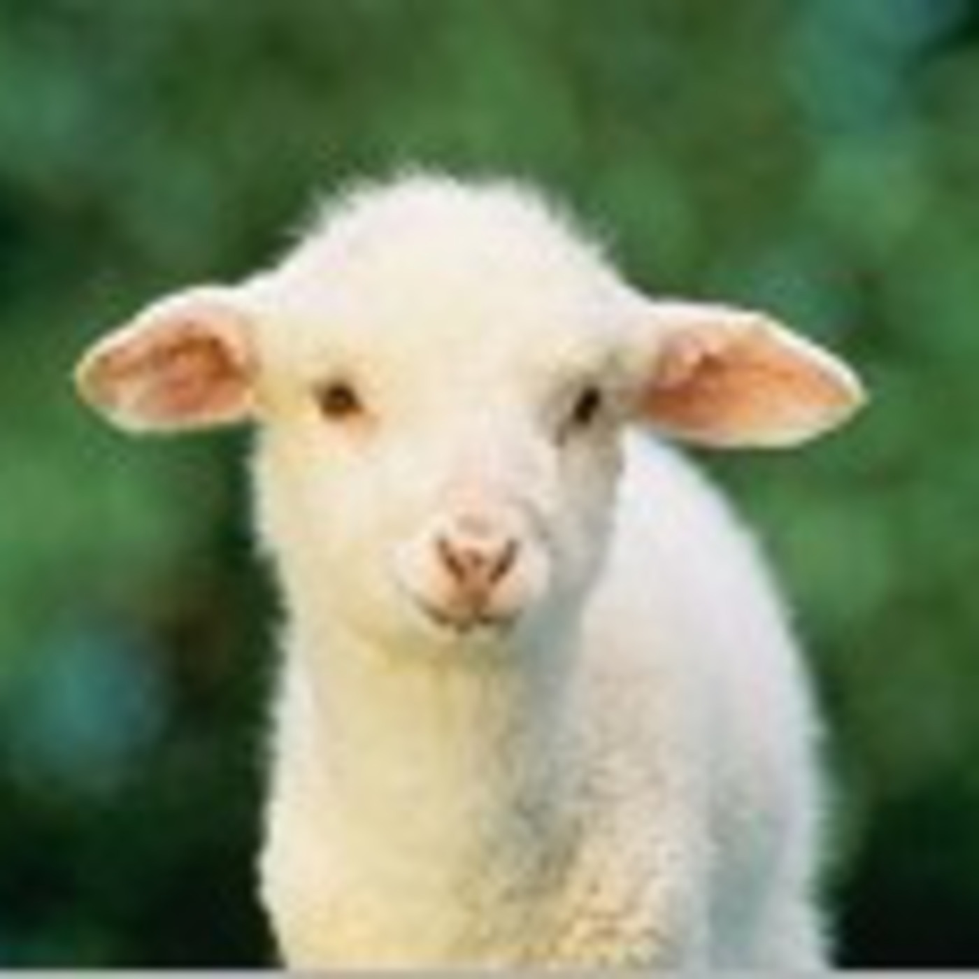 The Sheepfold