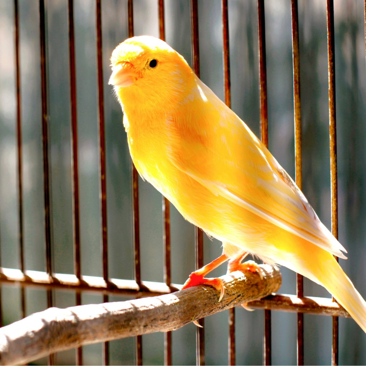 Assange the Canary in the Coal Mine episode artwork
