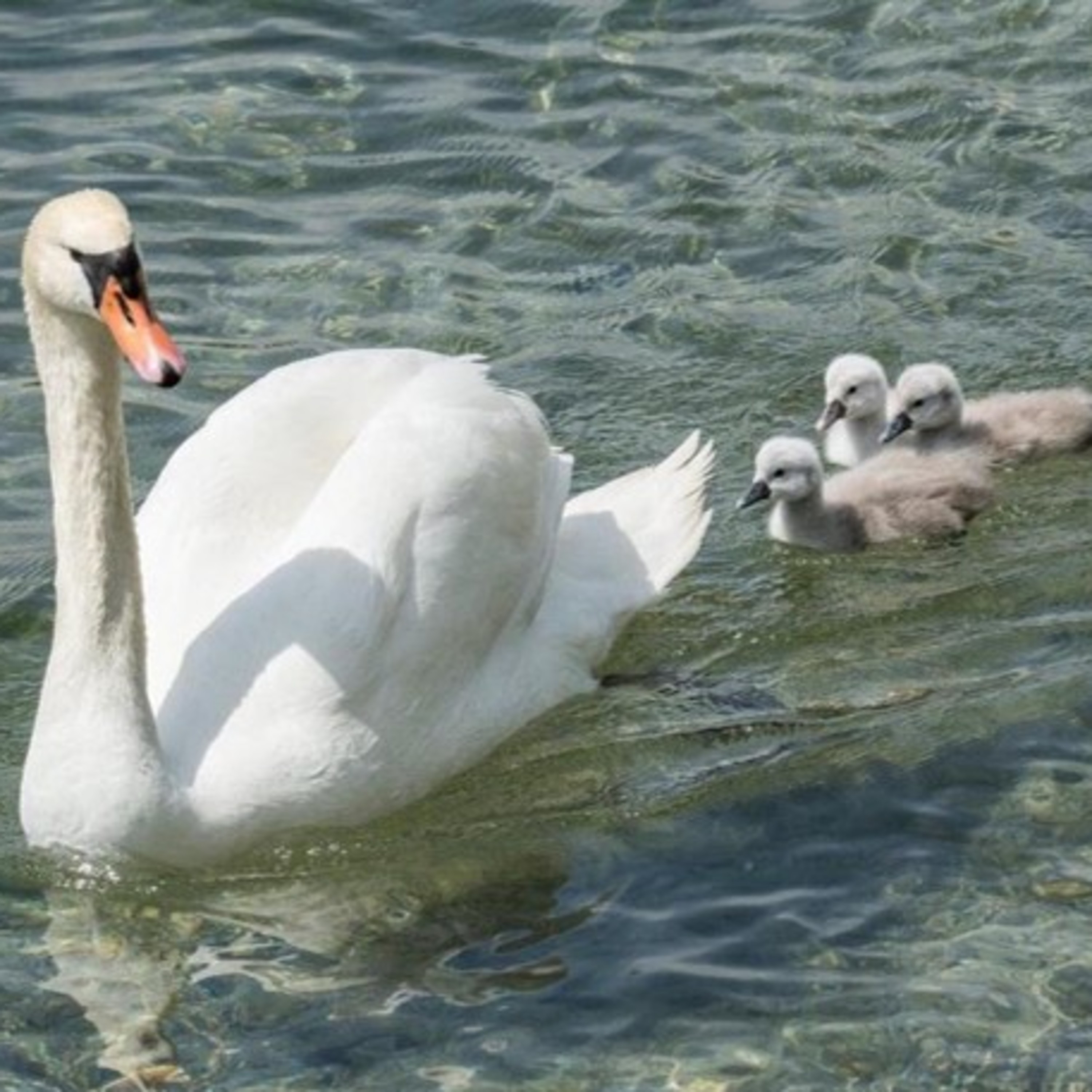 Favole per tutti - Adulti e Bambini