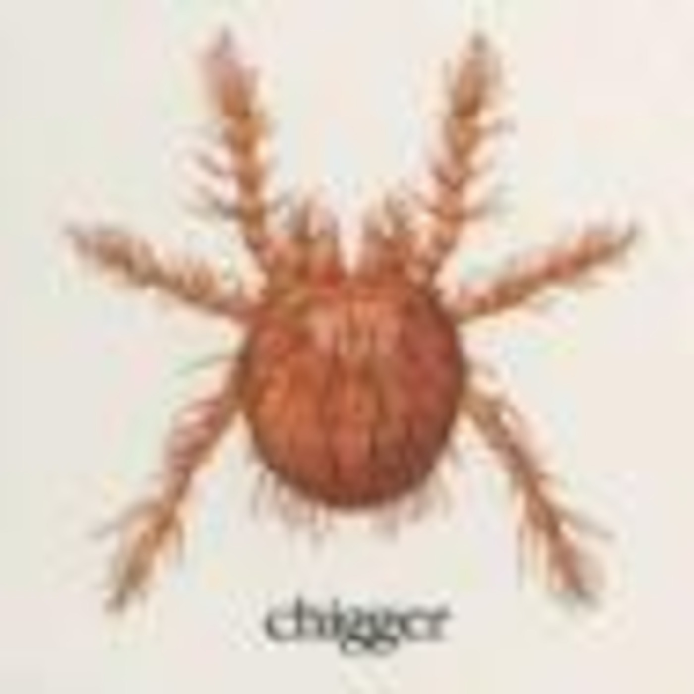 Rickets the Chigger