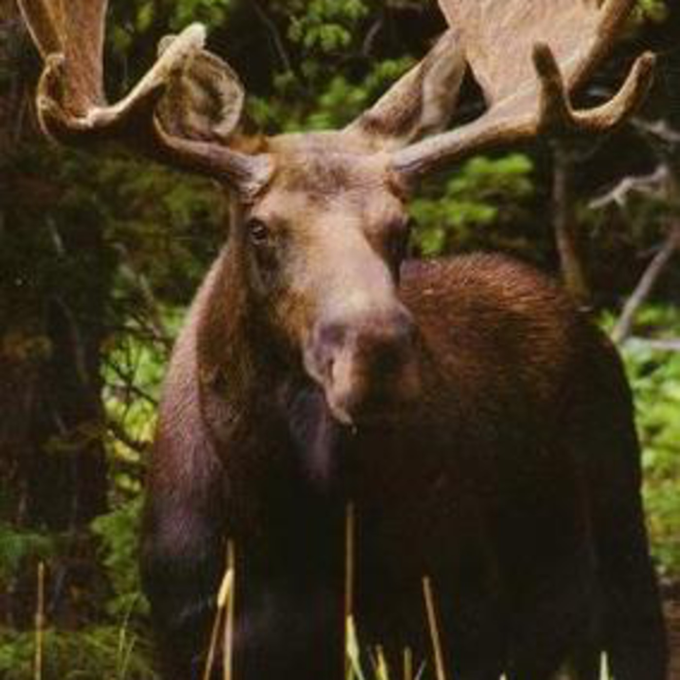 Moose Knuckles episode artwork