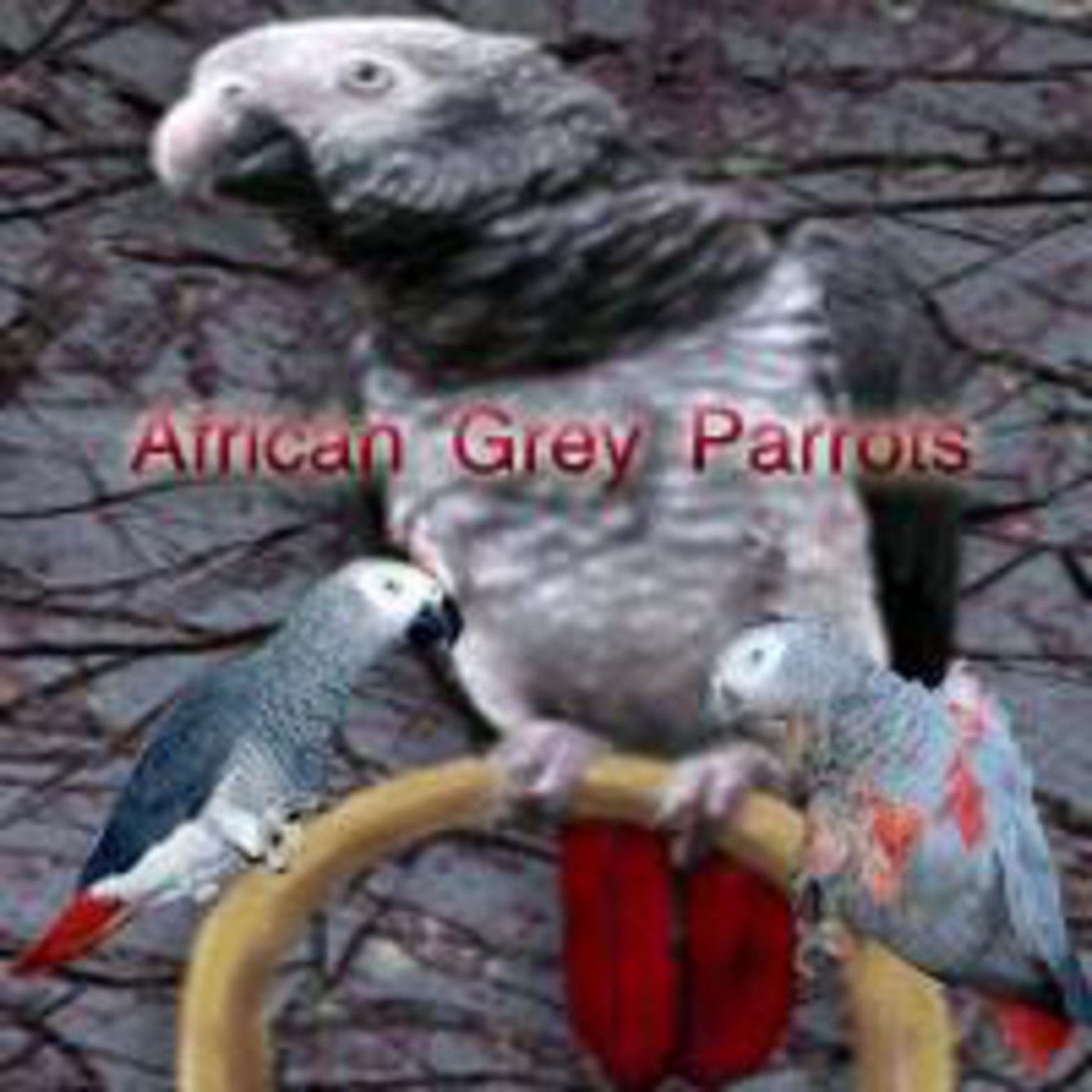 African Grey Parrots episode artwork