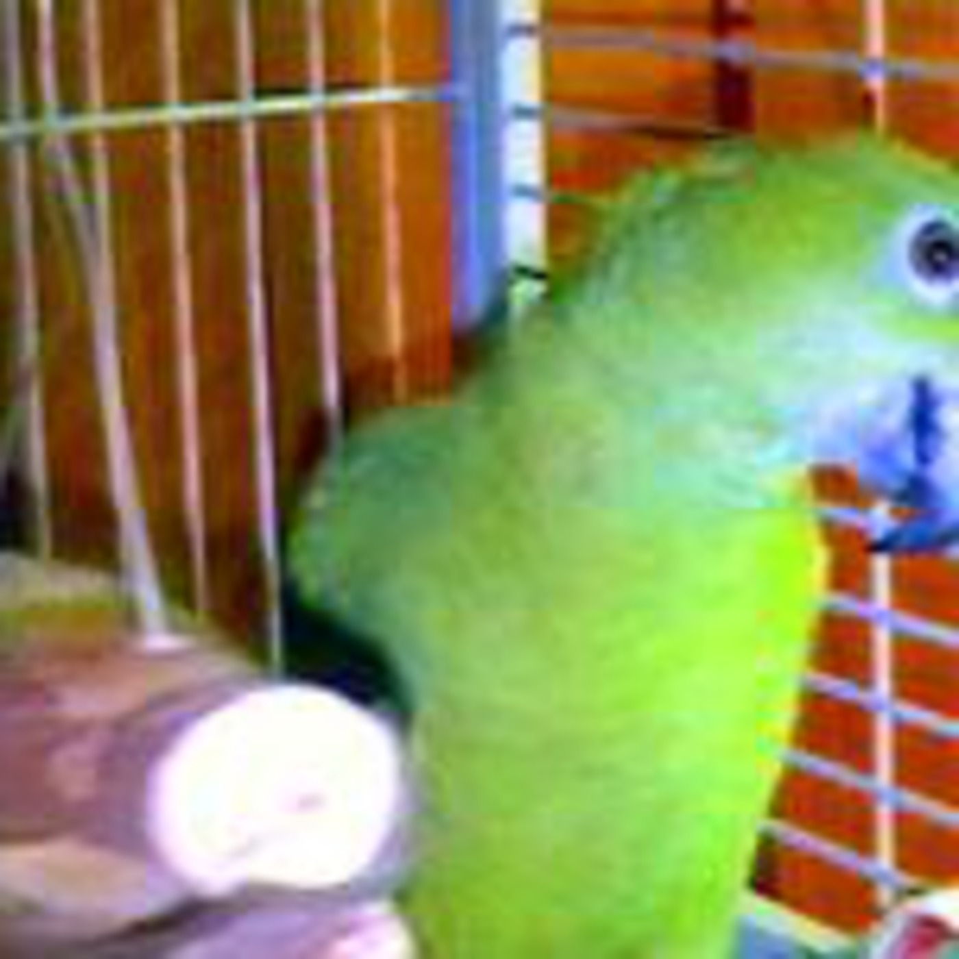 Purchasing a Parrot episode artwork