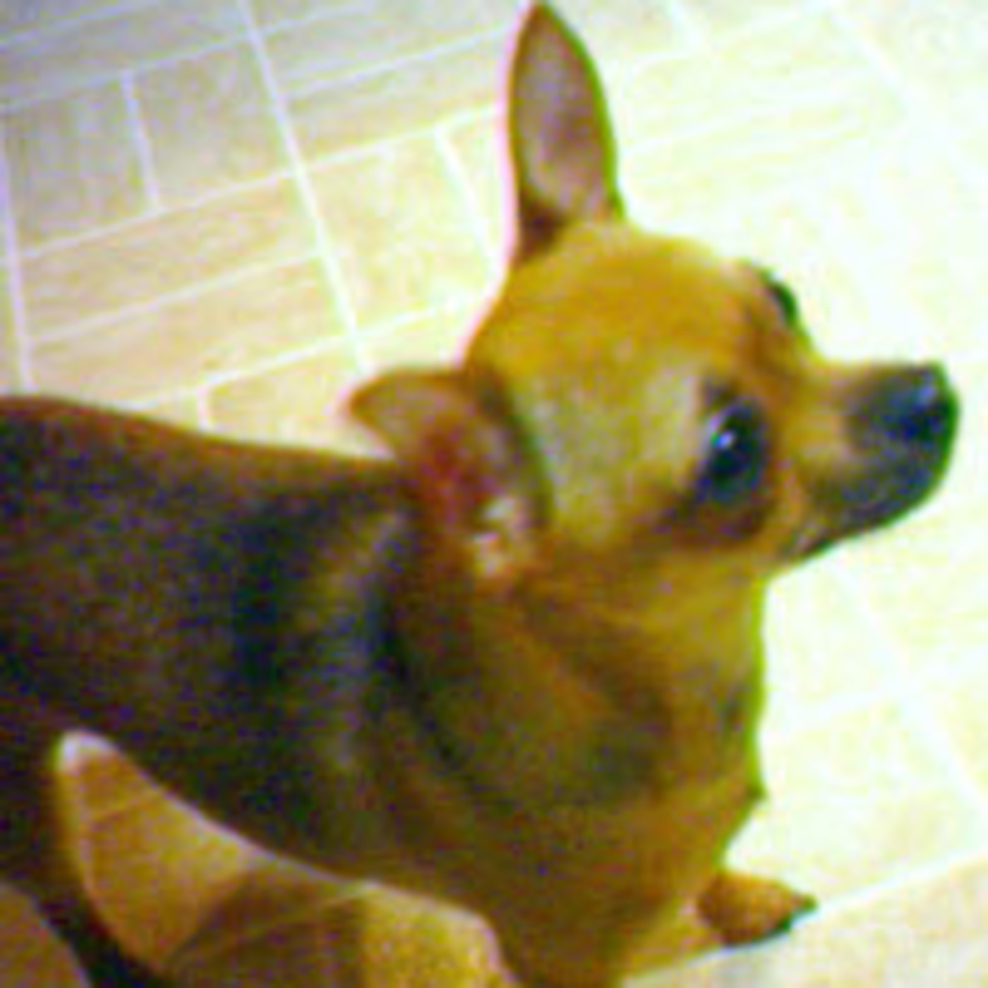 The Chihuahua Breed episode artwork