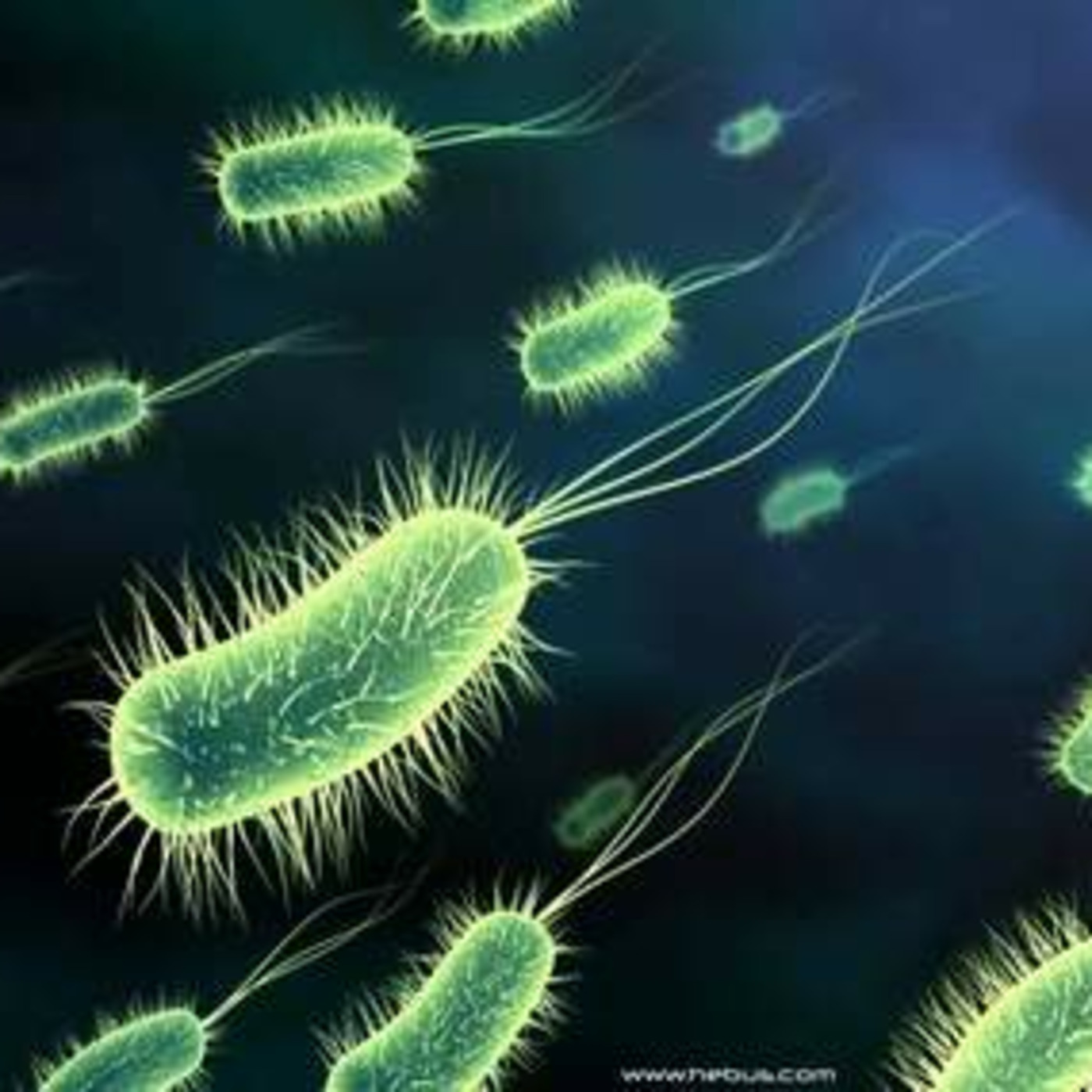 Bacteria, Disease, Infections, and Agribuisness