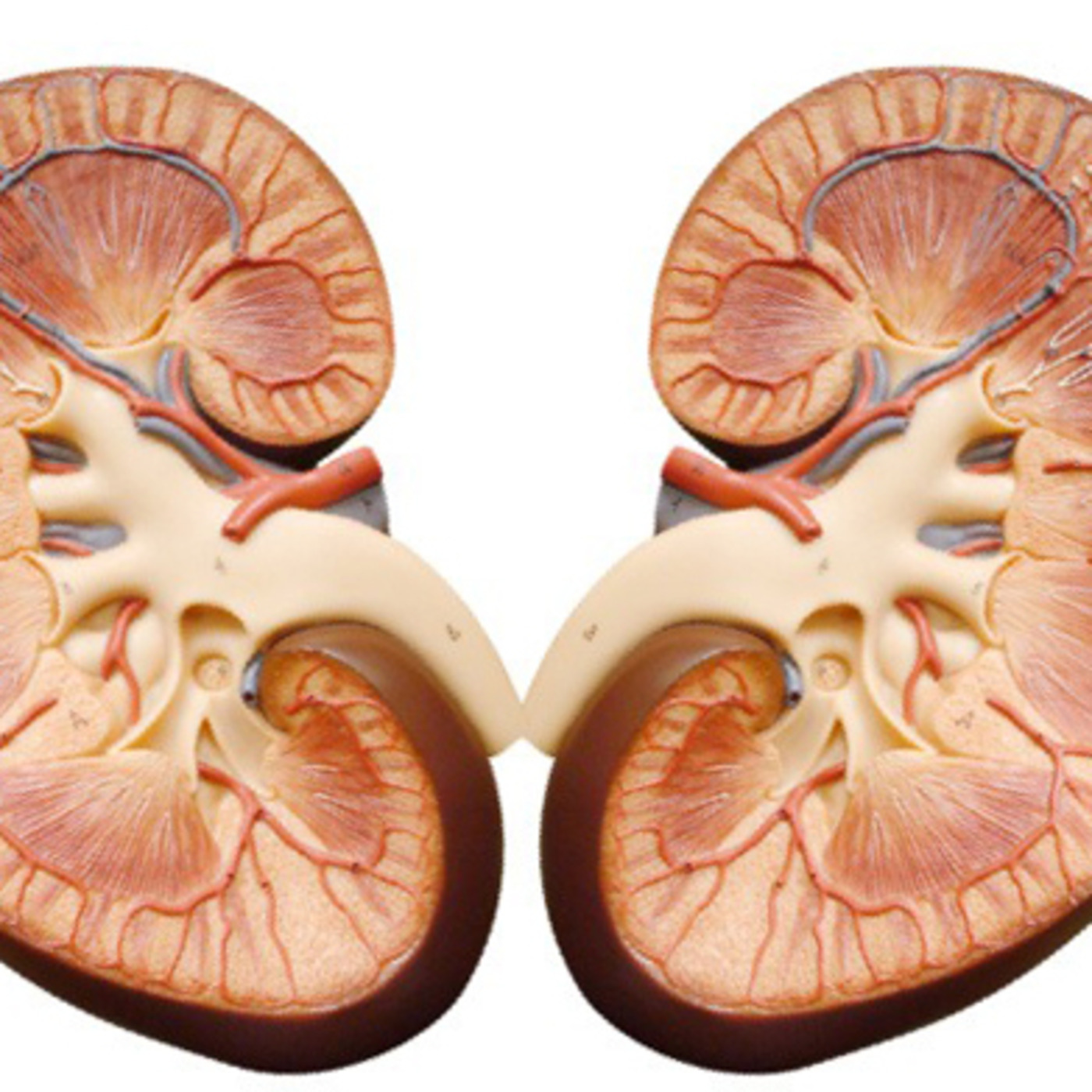 Kidneys - Small Size, Big Importance