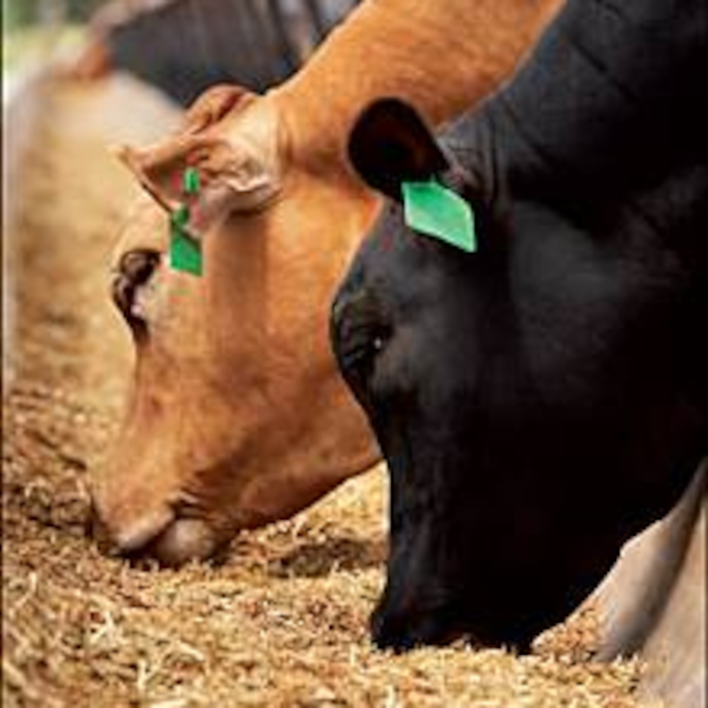 Superior Beef Tip Aug 9, 2016 Cattle and corn have a symbolic relationship and the consumer/planet receive benefit