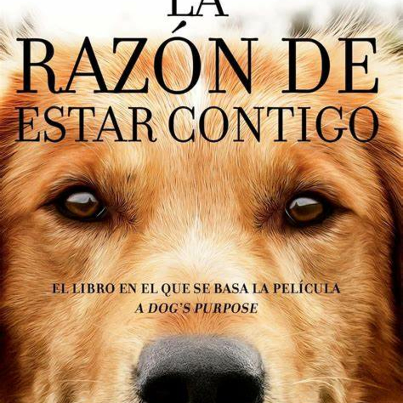 Episode 64: La razón de estar contigo (resumen y análisis) episode artwork