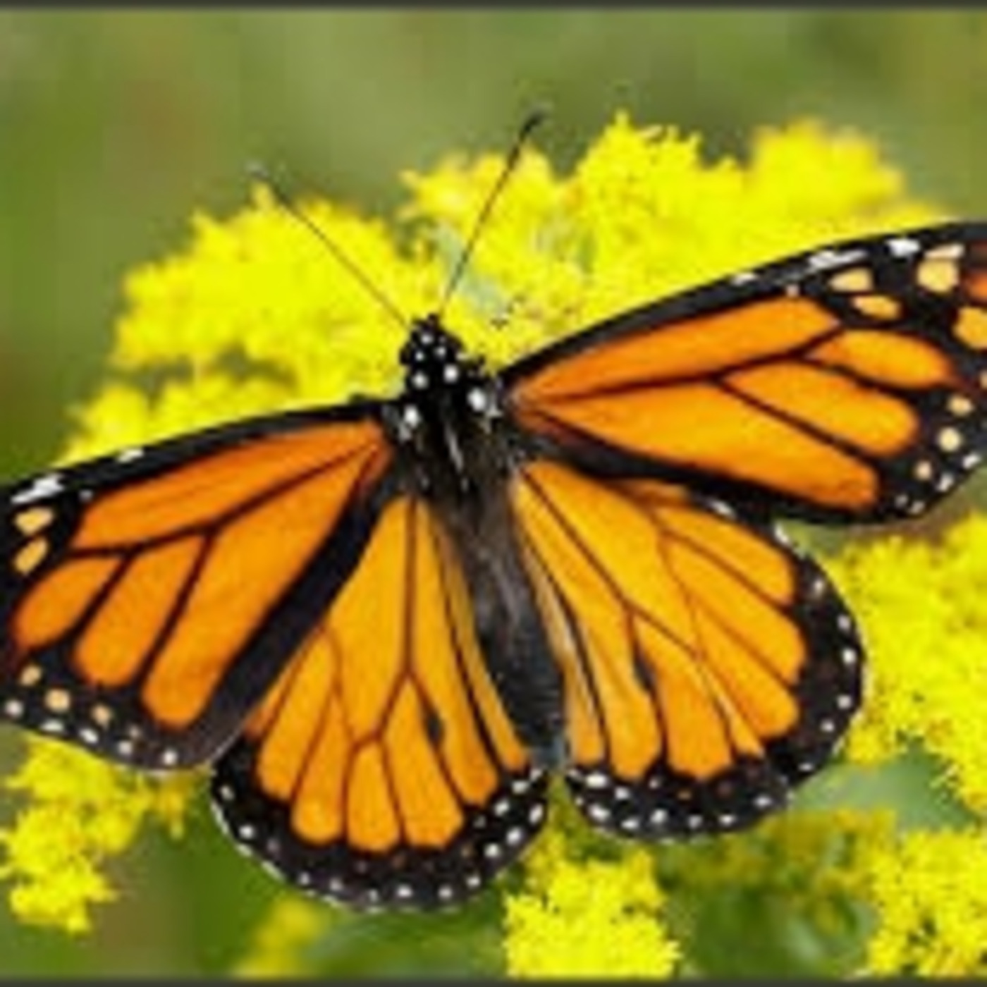 Developing a Pollinator Garden with Tom Smesrud episode artwork
